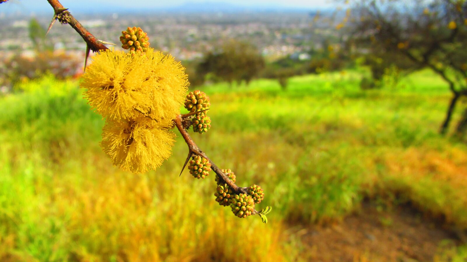 Canon PowerShot SX620 HS sample photo. Yellow, nature, pollen photography