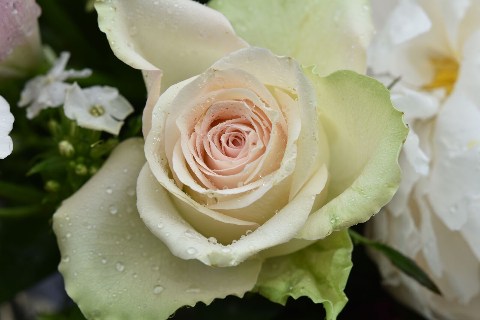 Nikon D5600 sample photo. Flower, pink, white rose photography