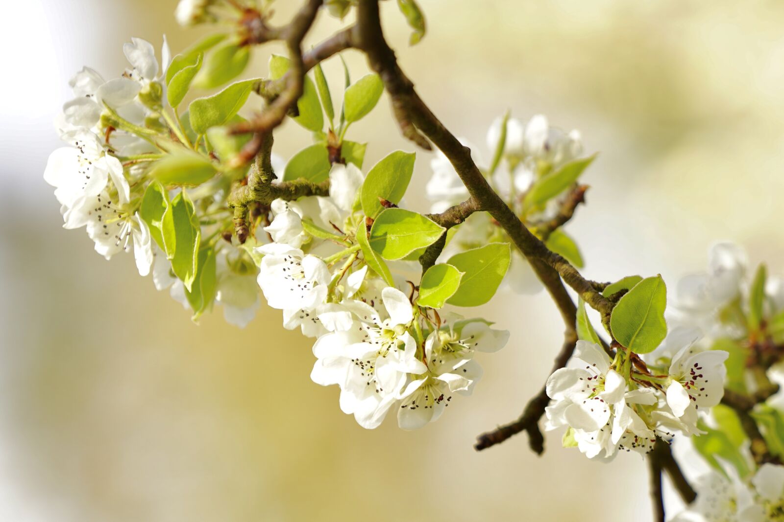 Sony a7 III sample photo. Cherry tree, flowering twig photography