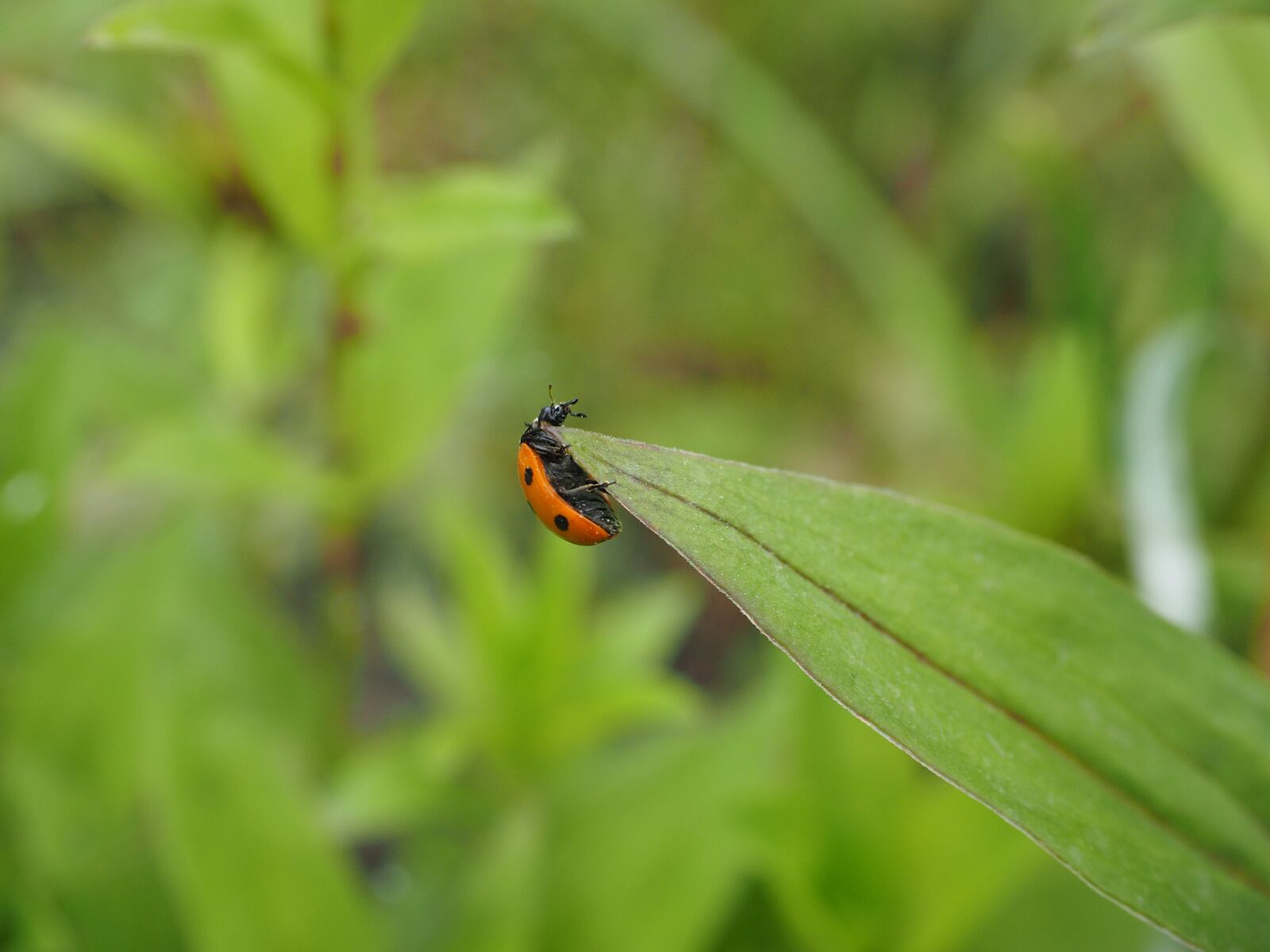 Olympus OM-D E-M1 + Olympus M.Zuiko Digital ED 12-40mm F2.8 Pro sample photo. Ladybug, coccinellidae, beetle photography