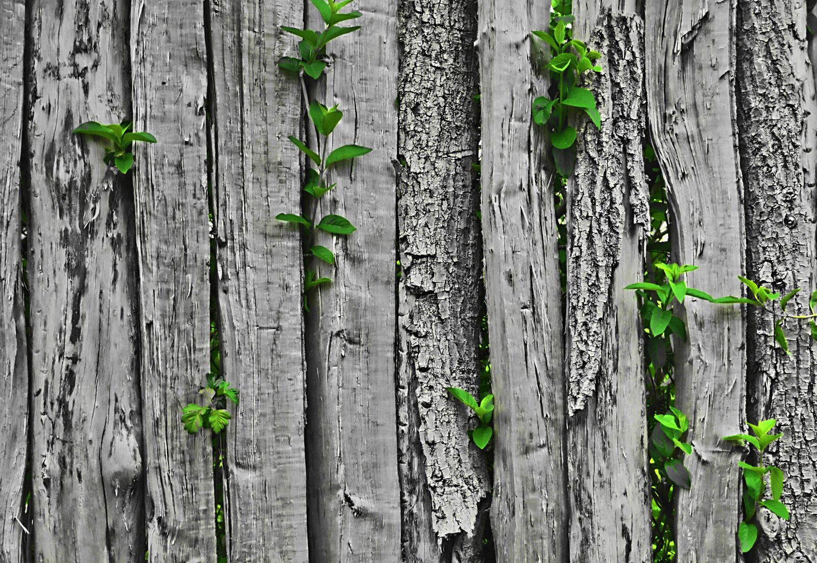 Nikon D5200 sample photo. Color key, fence, leaves photography