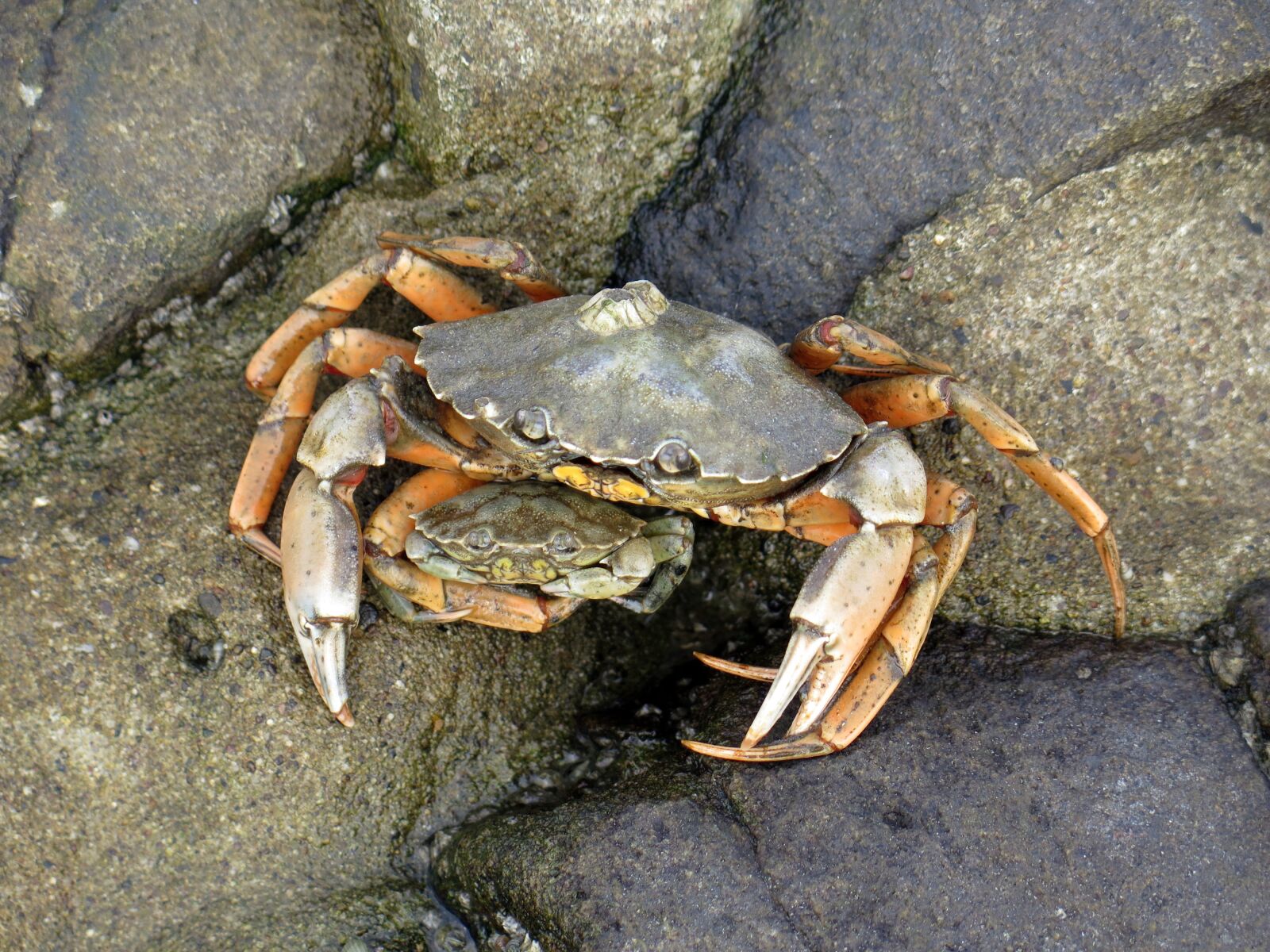 Canon PowerShot G16 sample photo. Crab, pairing, north sea photography