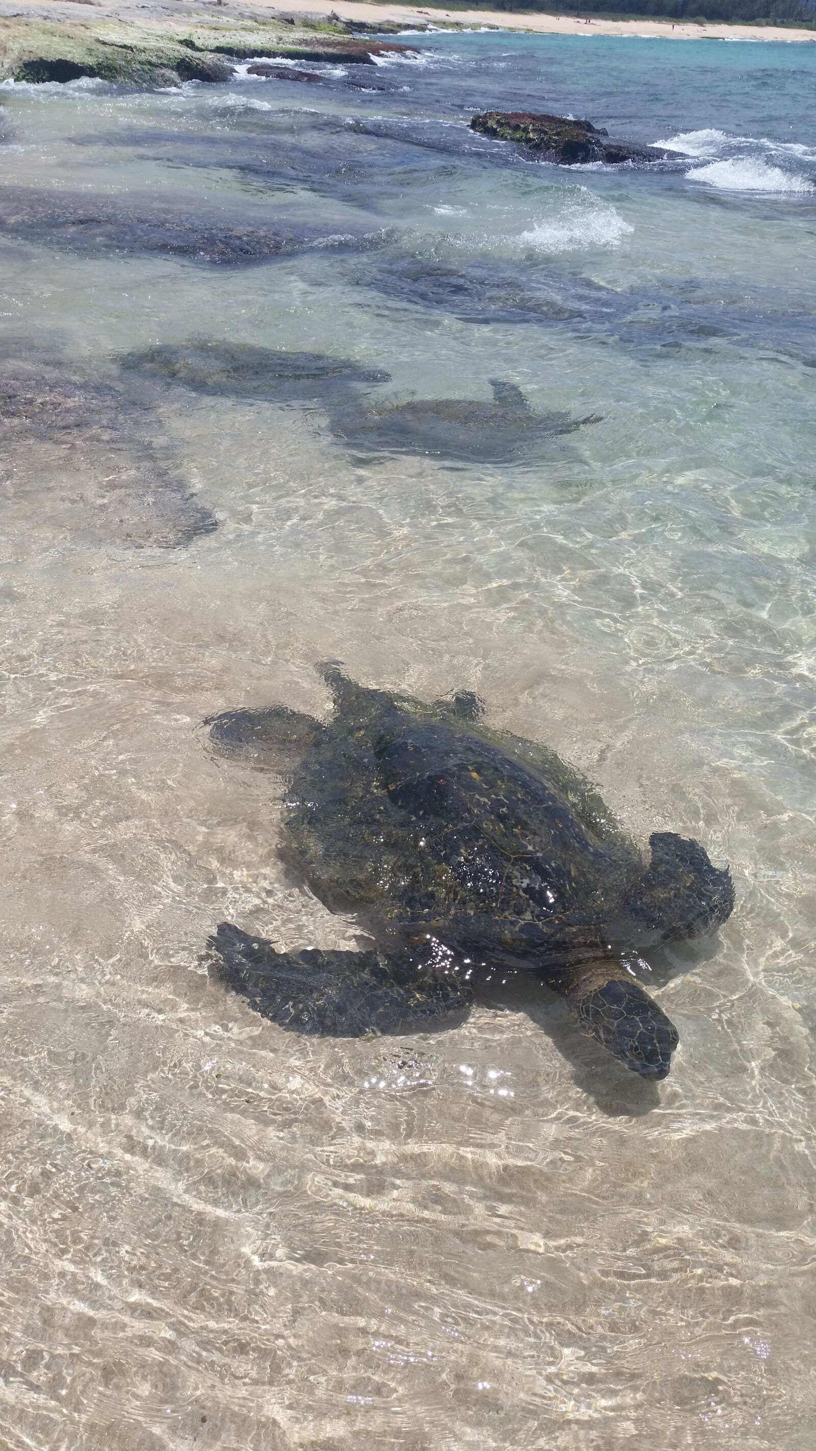 Samsung Galaxy S5 Active sample photo. Sea turtle, turtle, hawaii photography