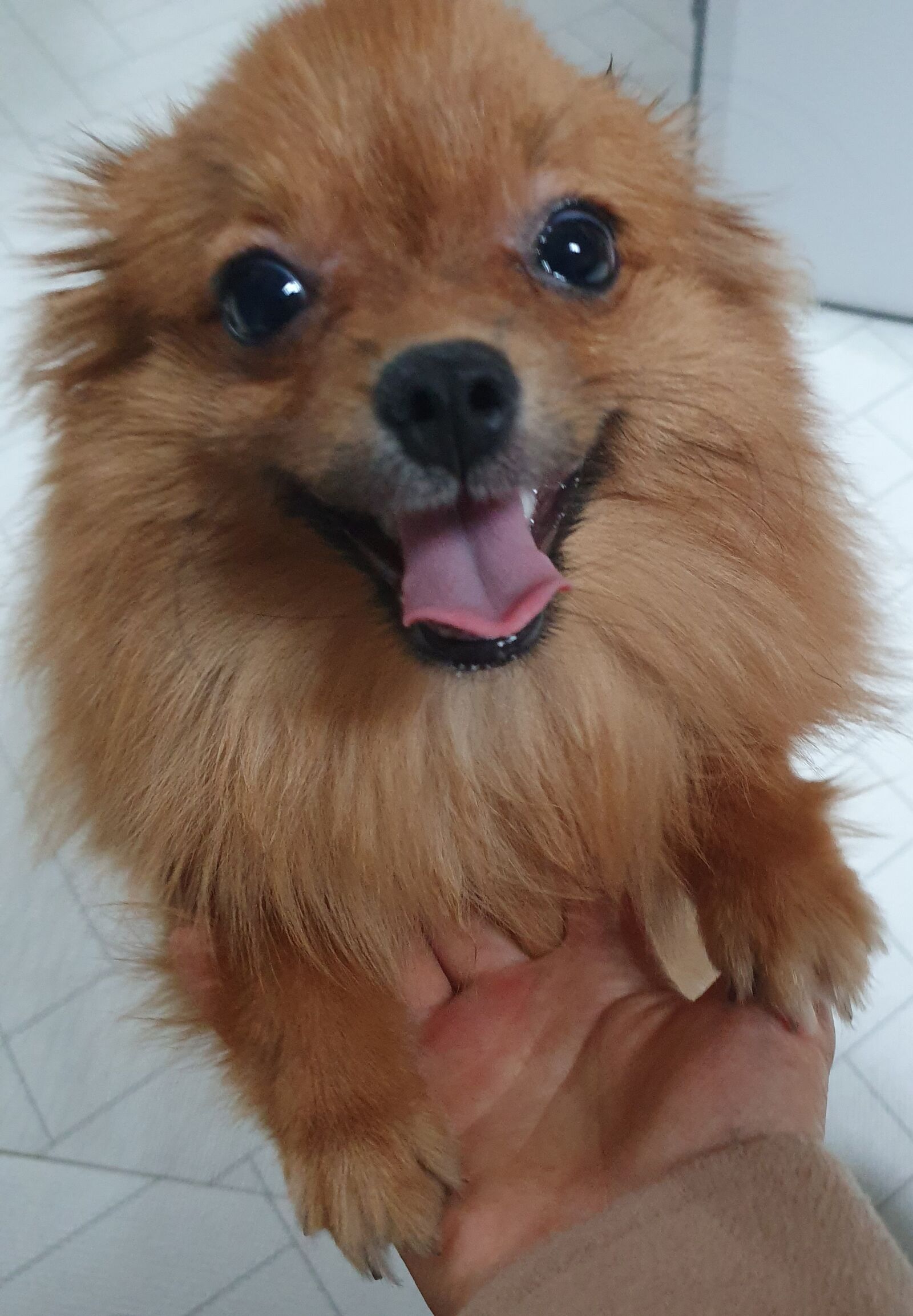 Samsung Galaxy S10 sample photo. Puppy, happy, animal photography