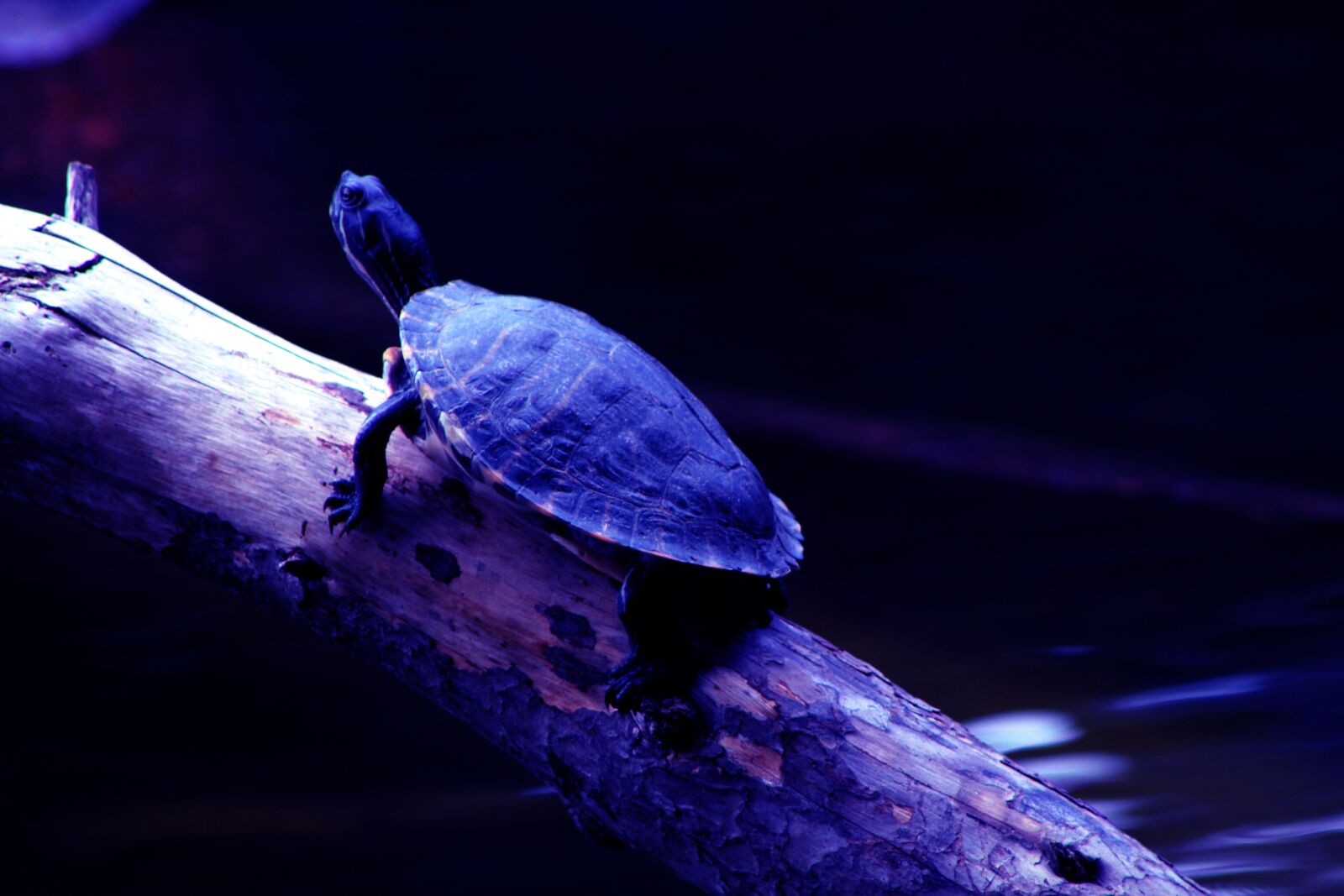 Canon EF75-300mm f/4-5.6 sample photo. Nature, beautiful, natural photography
