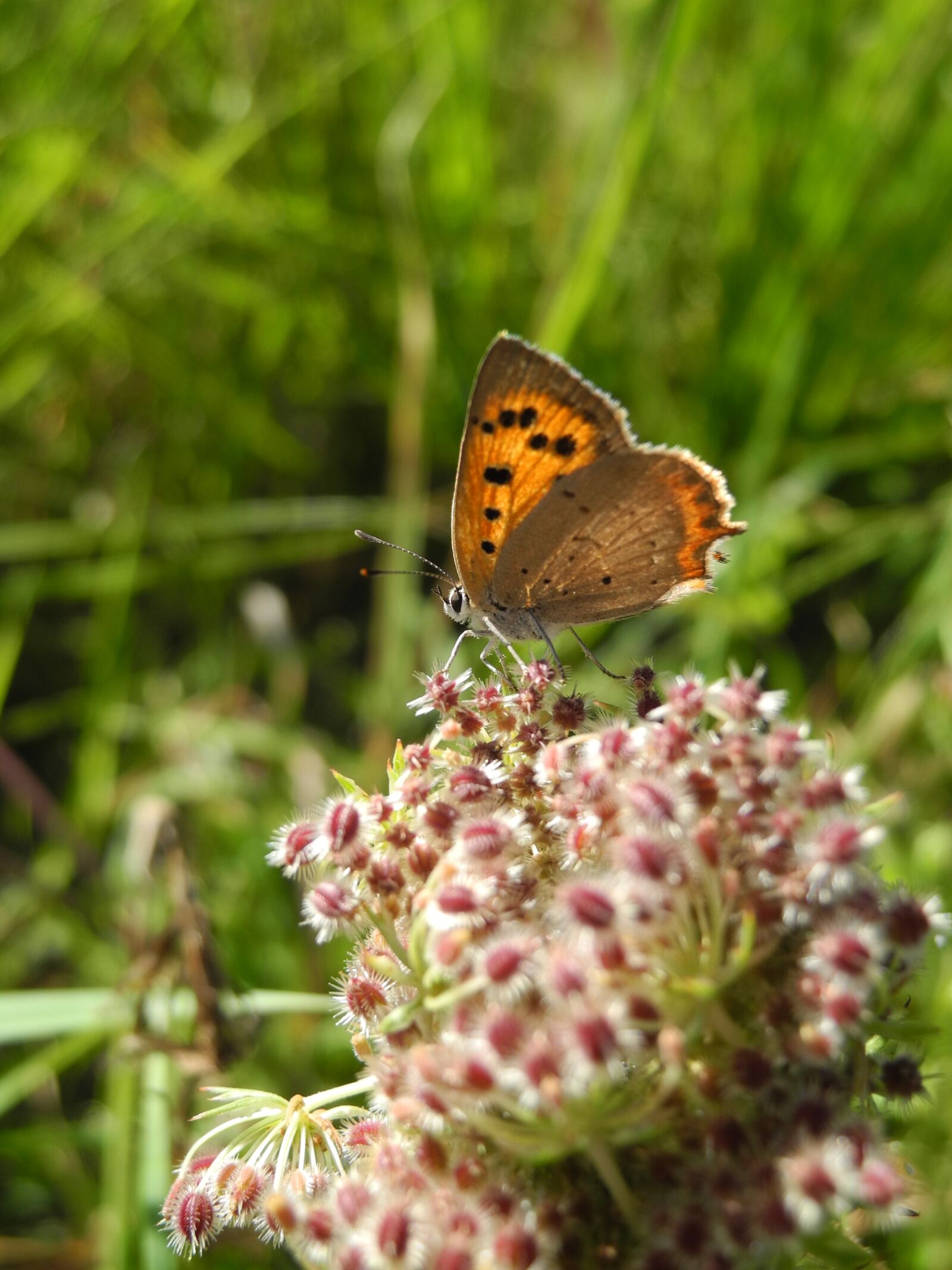 Nikon Coolpix P7000 sample photo. Butterfly, flower, fauna photography