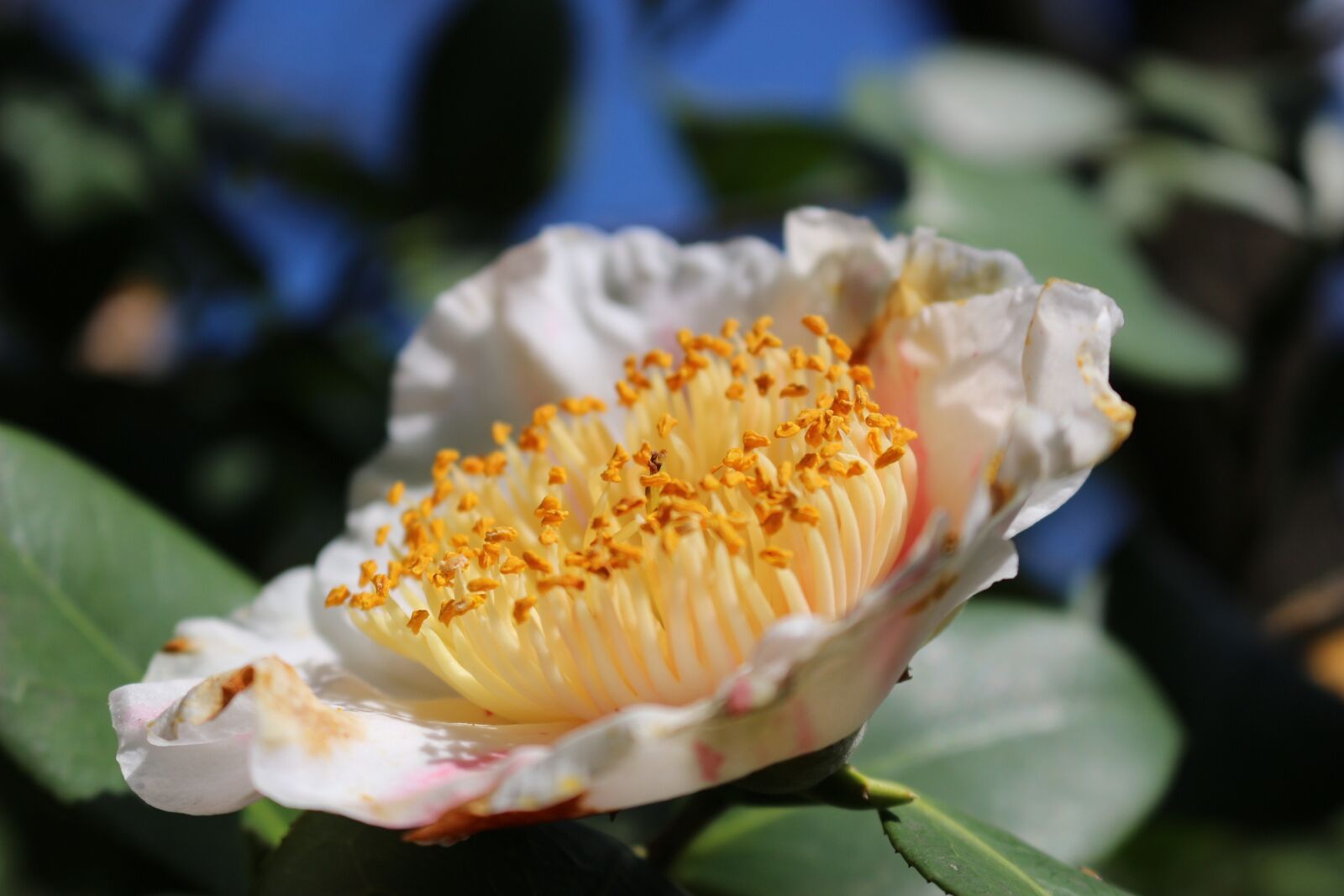 Canon EOS 100D (EOS Rebel SL1 / EOS Kiss X7) sample photo. Flower, stamen, nature photography