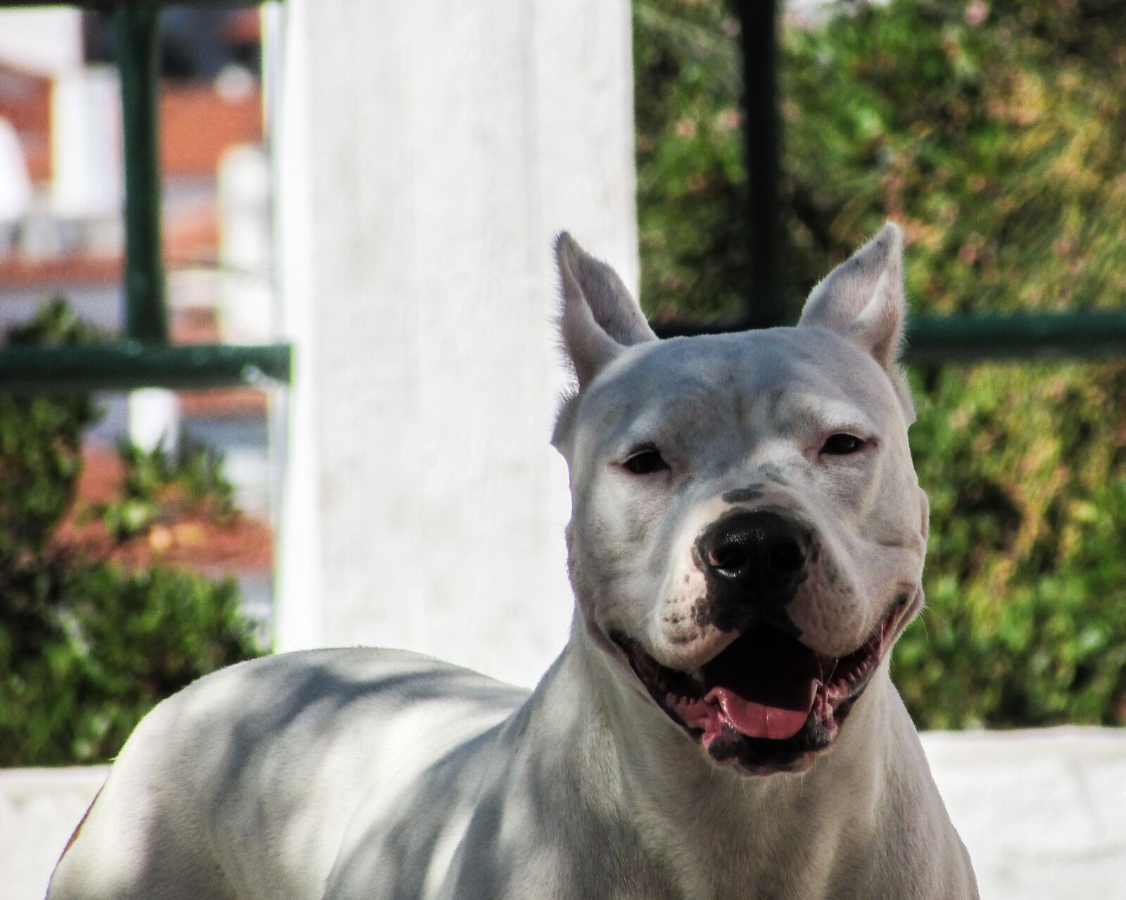 Canon PowerShot SX400 IS sample photo. Dog, pit bull, animal photography
