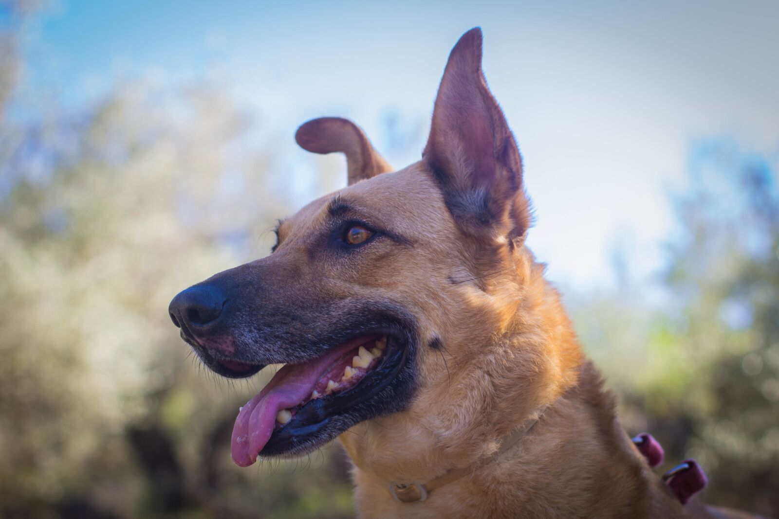 Canon EOS 60D + Canon EF 50mm F1.4 USM sample photo. Canis lupus familiaris, animalia photography