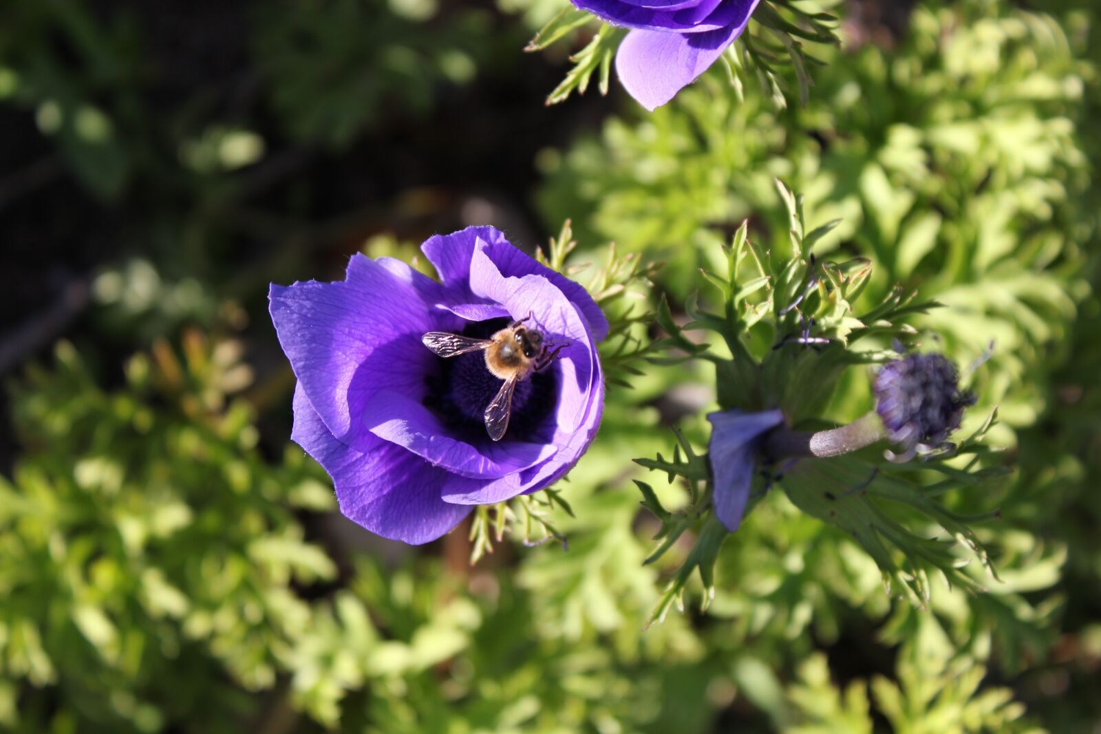 Canon EOS 550D (EOS Rebel T2i / EOS Kiss X4) sample photo. Bee, pollen, flower photography