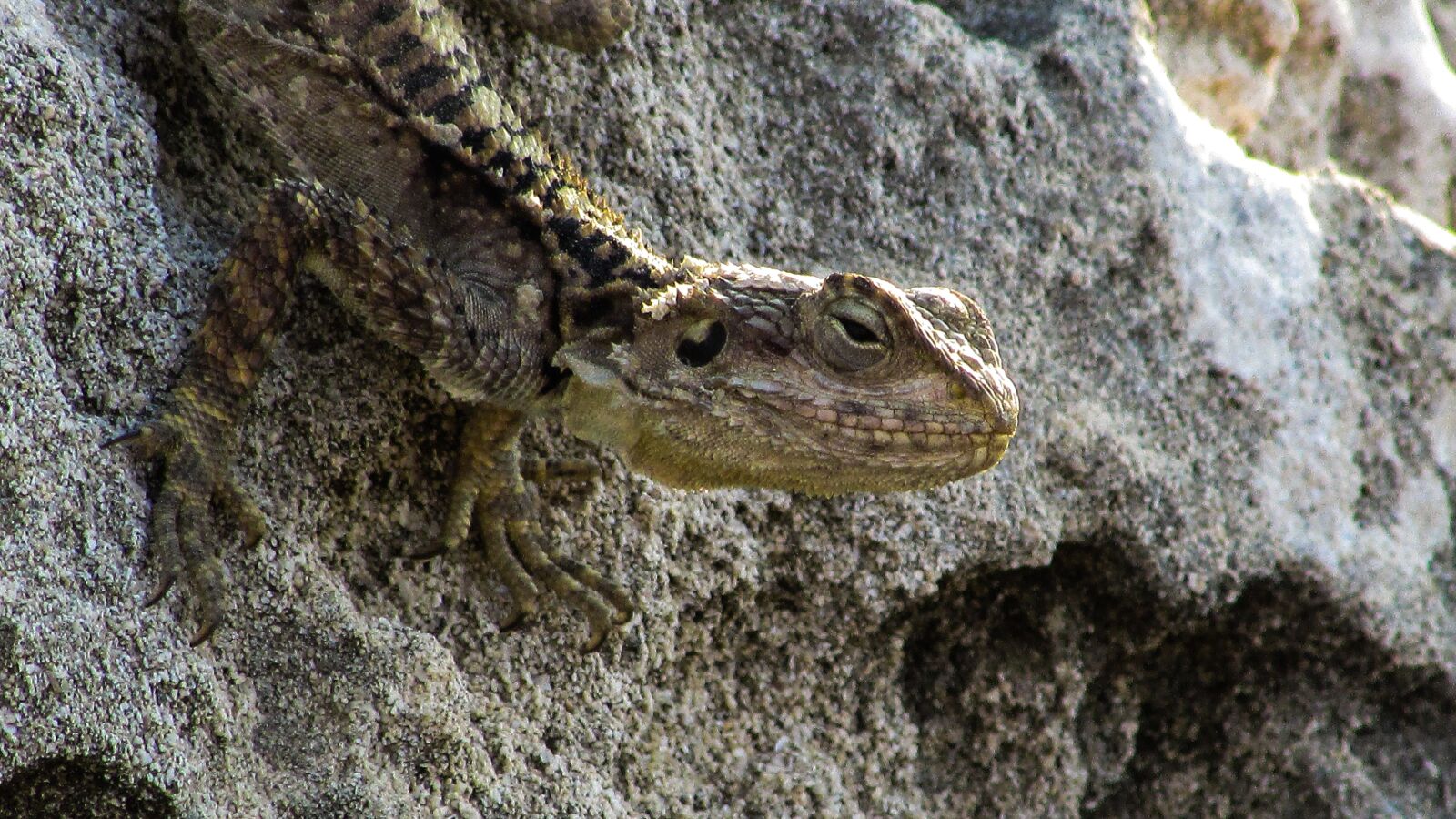 Canon PowerShot SX400 IS sample photo. Cyprus, lizard, kurkutas photography
