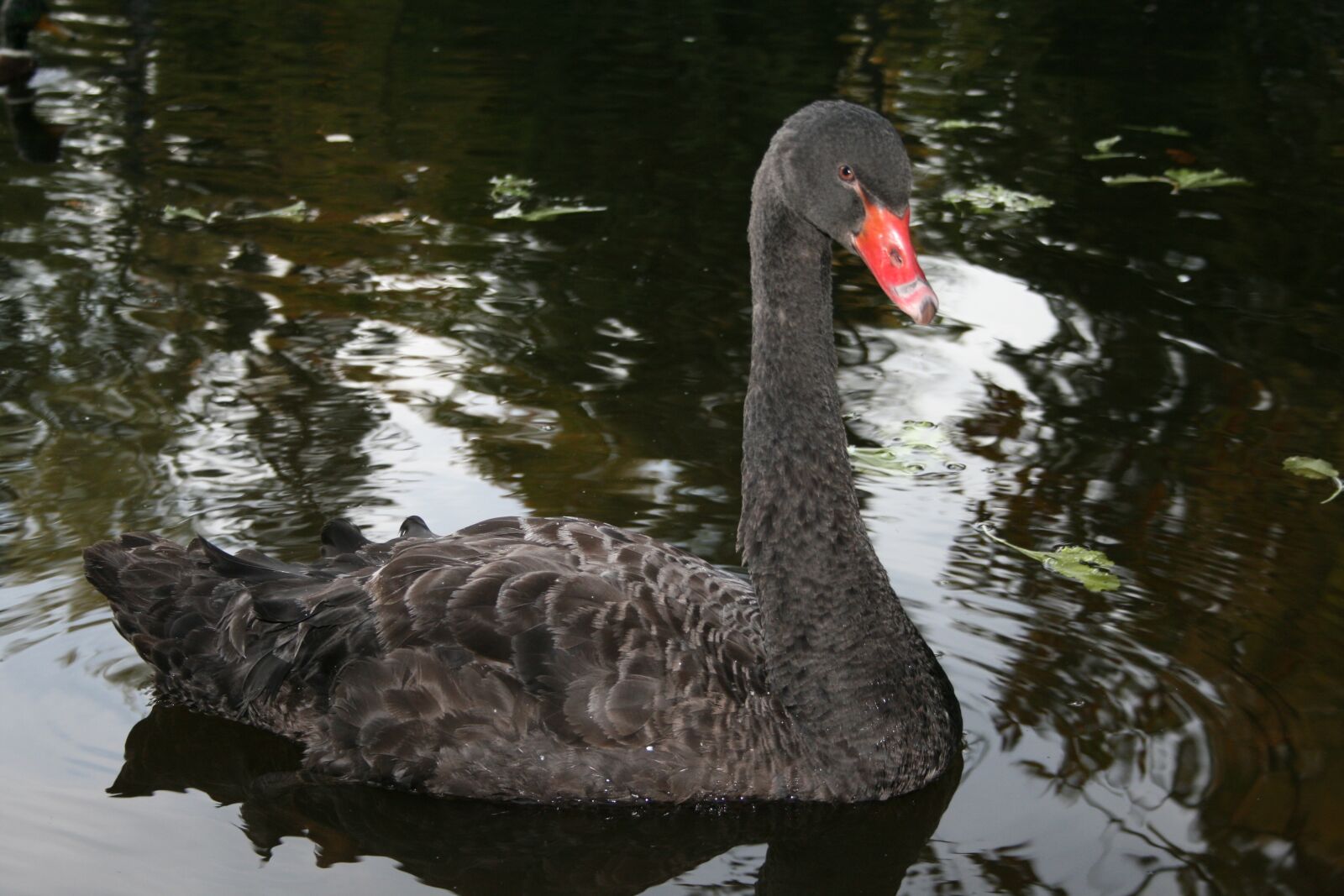 Canon EOS 400D (EOS Digital Rebel XTi / EOS Kiss Digital X) sample photo. Black, swan, nature photography