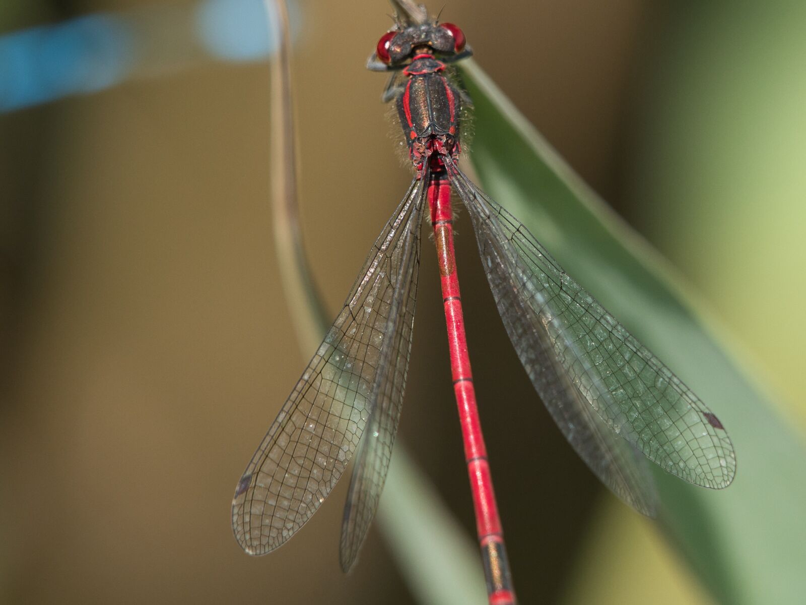Panasonic Lumix DC-G9 sample photo. Dragonfly, macro, close up photography