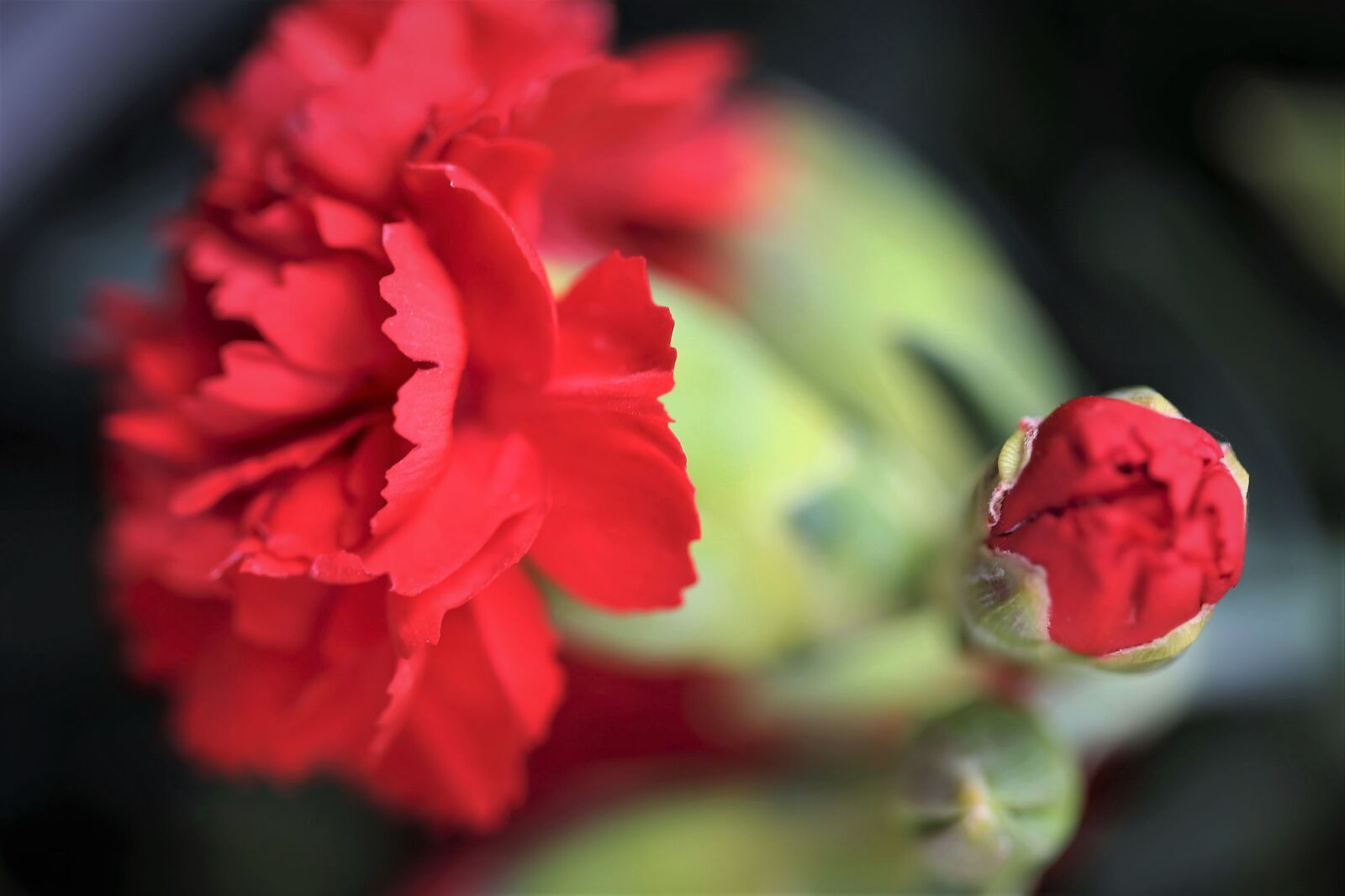 Canon EOS 6D + Canon EF 100mm F2.8 Macro USM sample photo. Red carnations, flowers, blooming photography