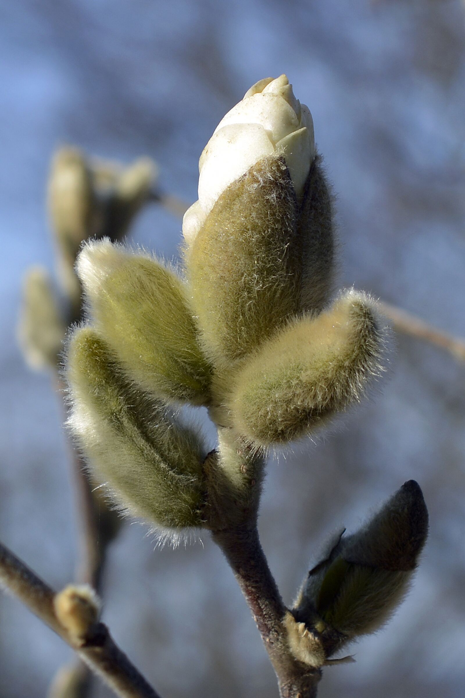 Nikon D7100 sample photo. Magnolia, star magnolia, bud photography