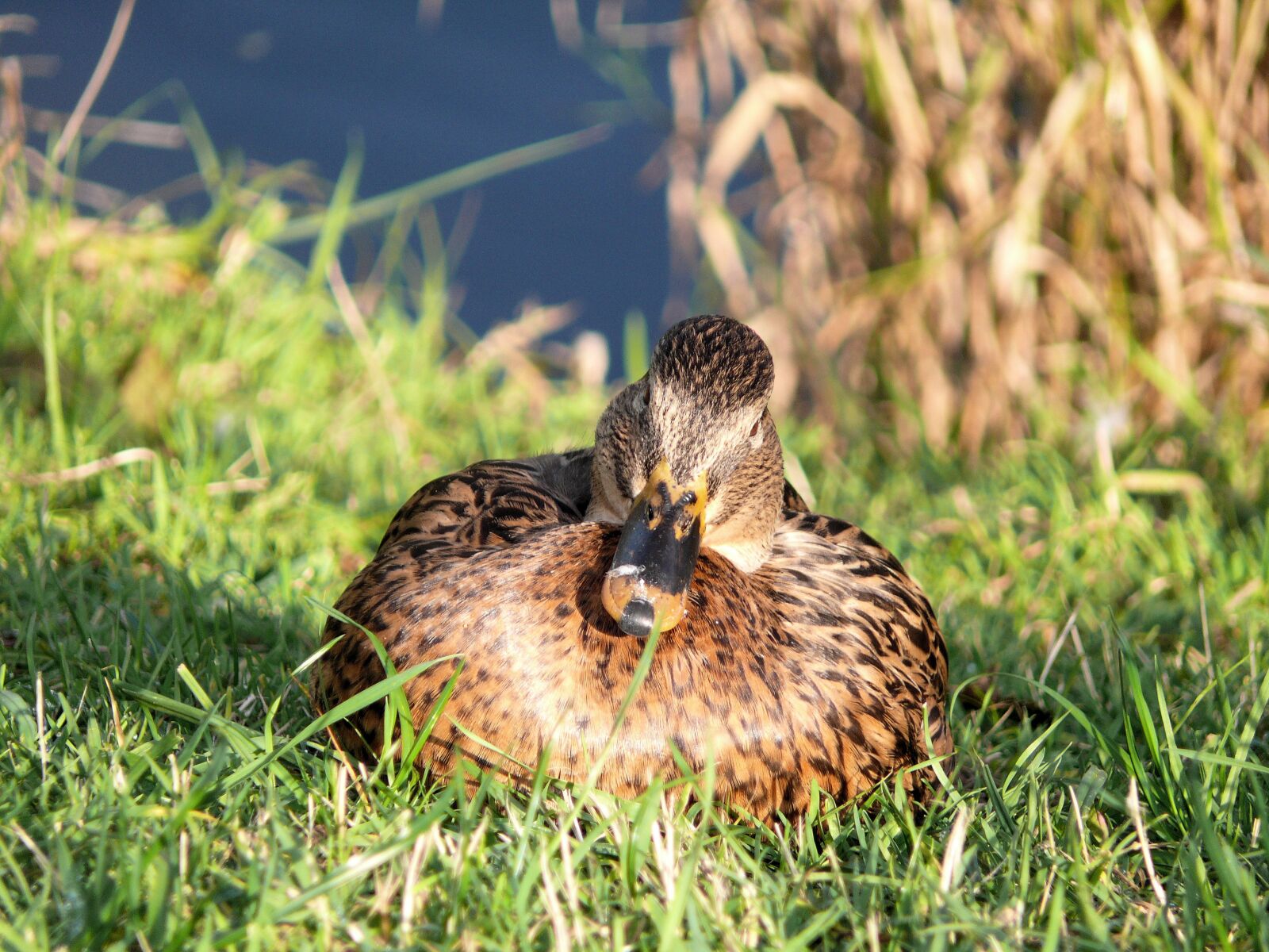 Panasonic DMC-FZ50 sample photo. Duck, bird, nature photography