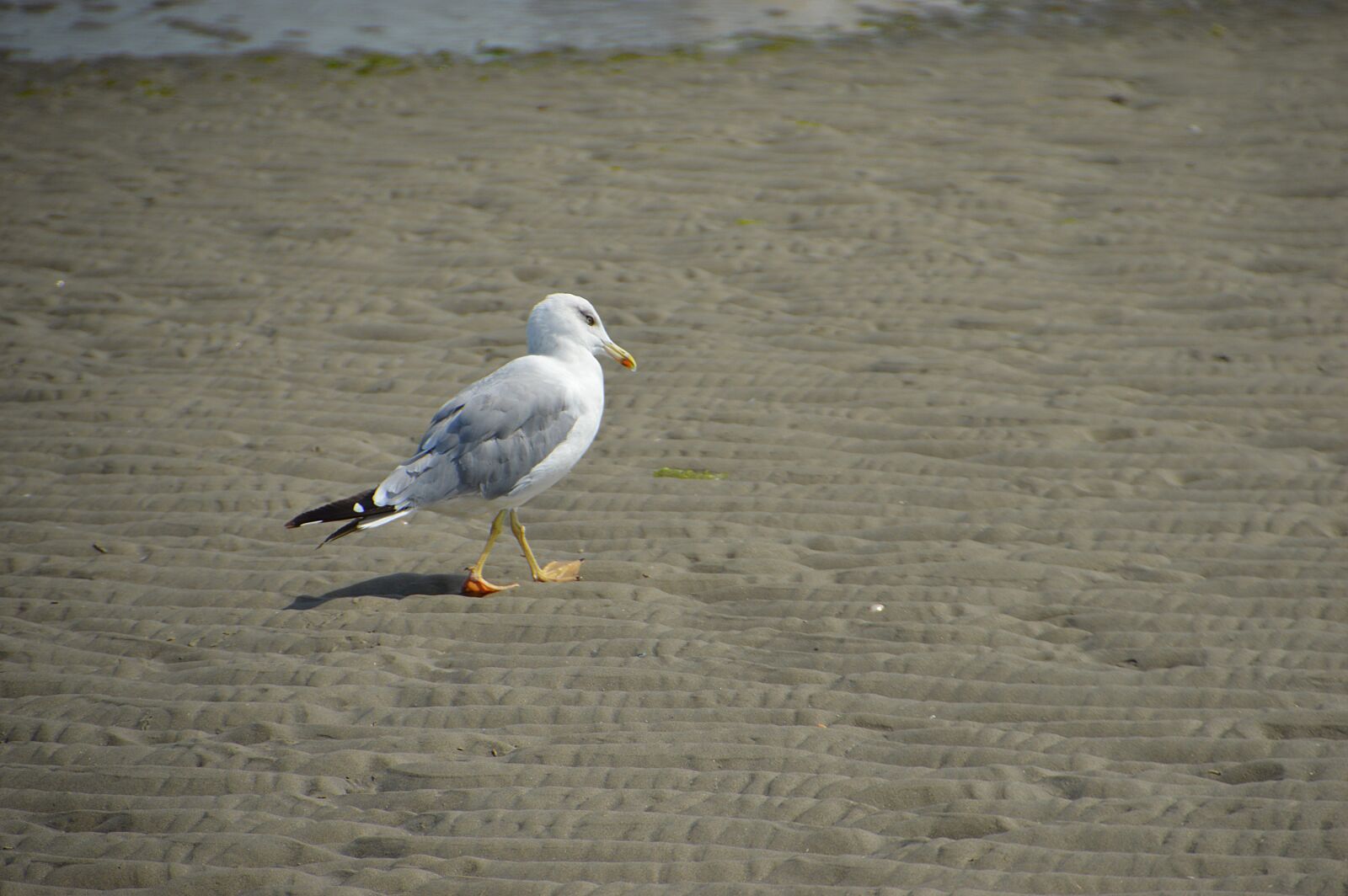 Nikon D3200 sample photo. Sea, beach, stella beach photography