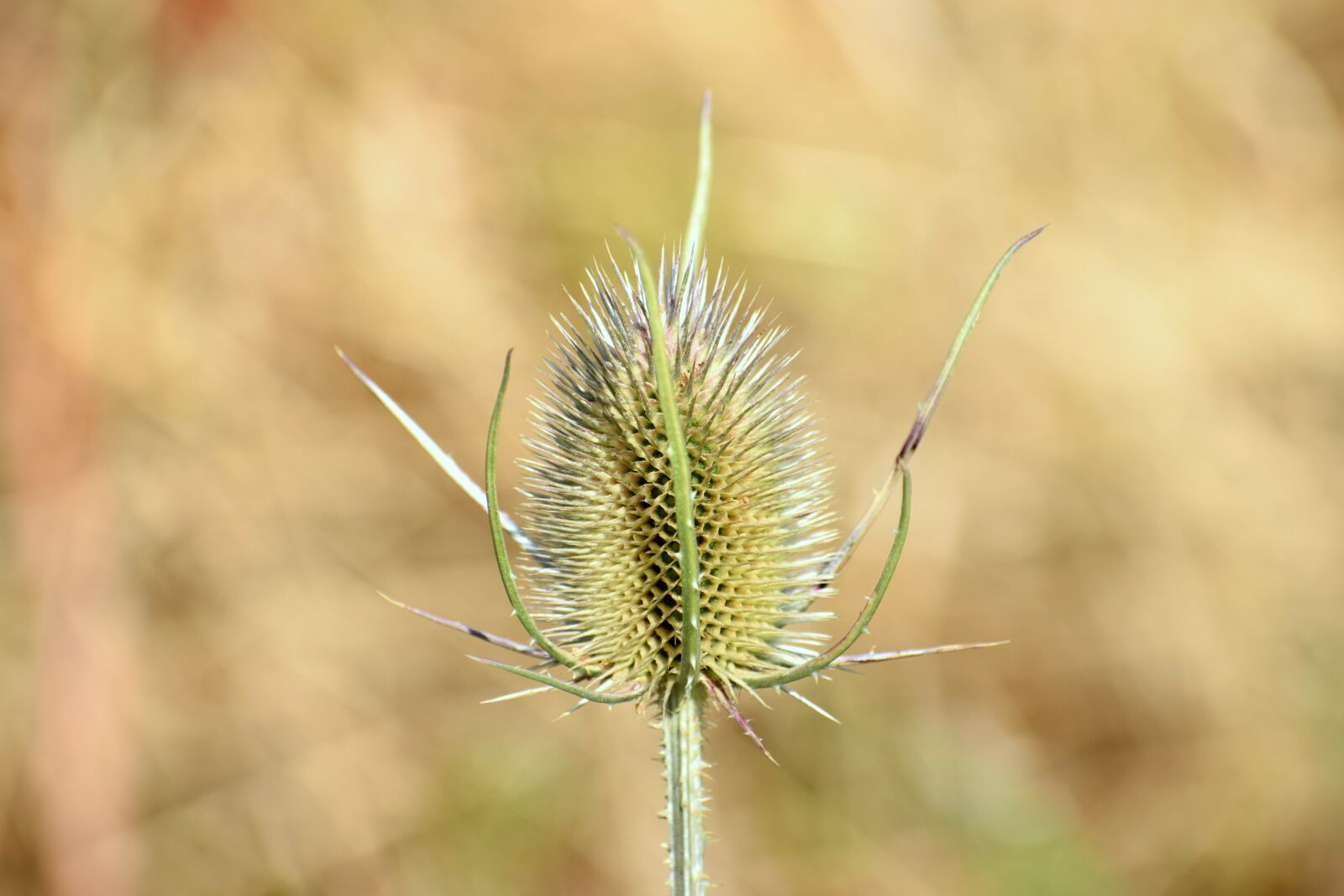Nikon D5300 sample photo. Flower, green, thistle photography