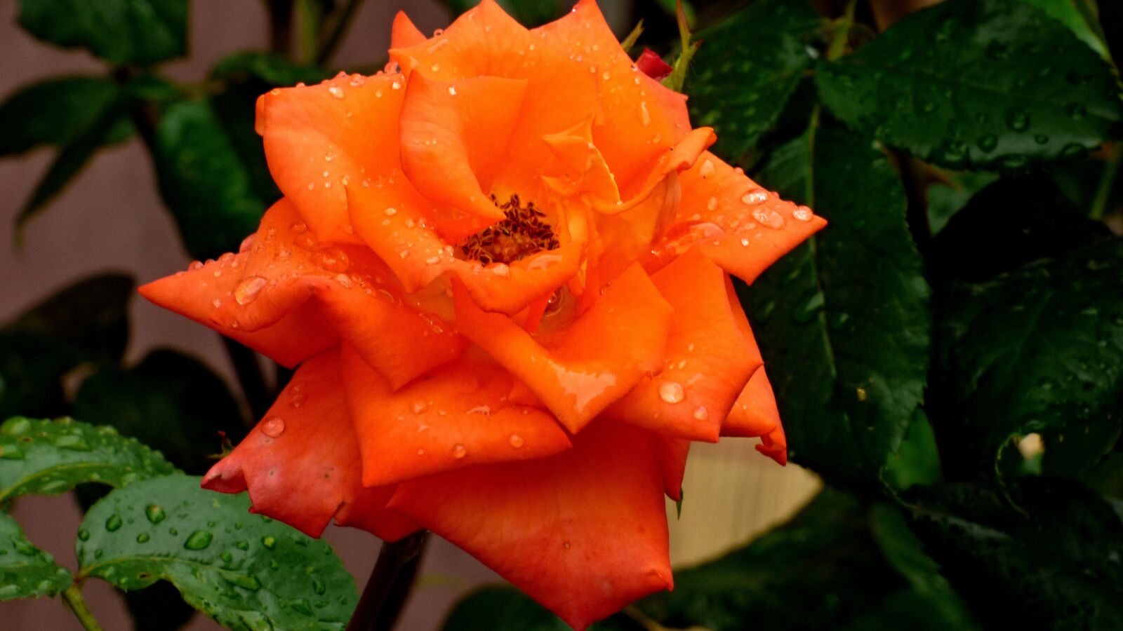 Panasonic DMC-FZ72 sample photo. Rose, dažd, drops photography
