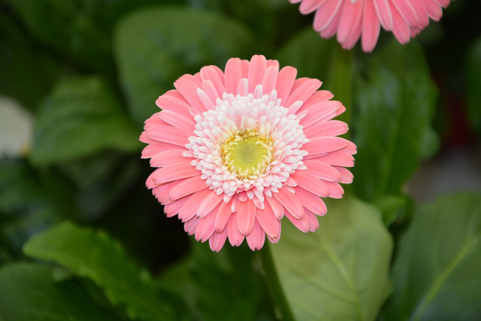 Nikon D5200 sample photo. Flower, pale pink white photography