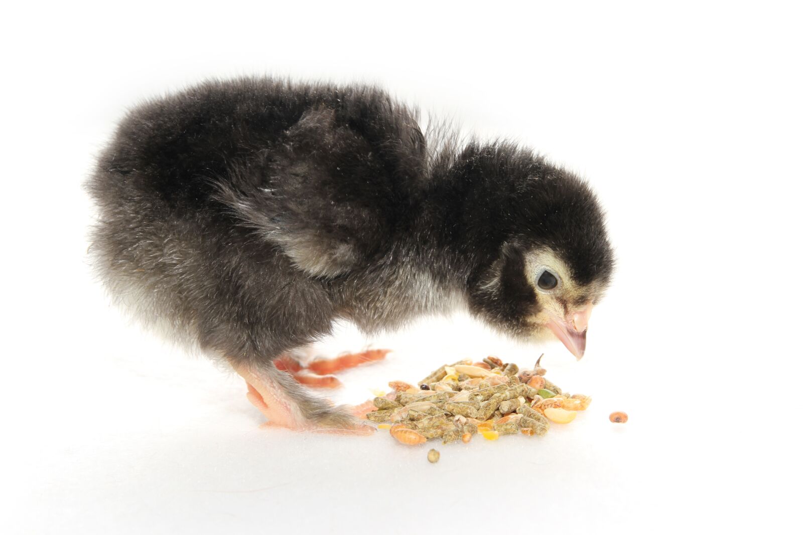 Canon EOS 7D sample photo. Chicks, food, nature photography