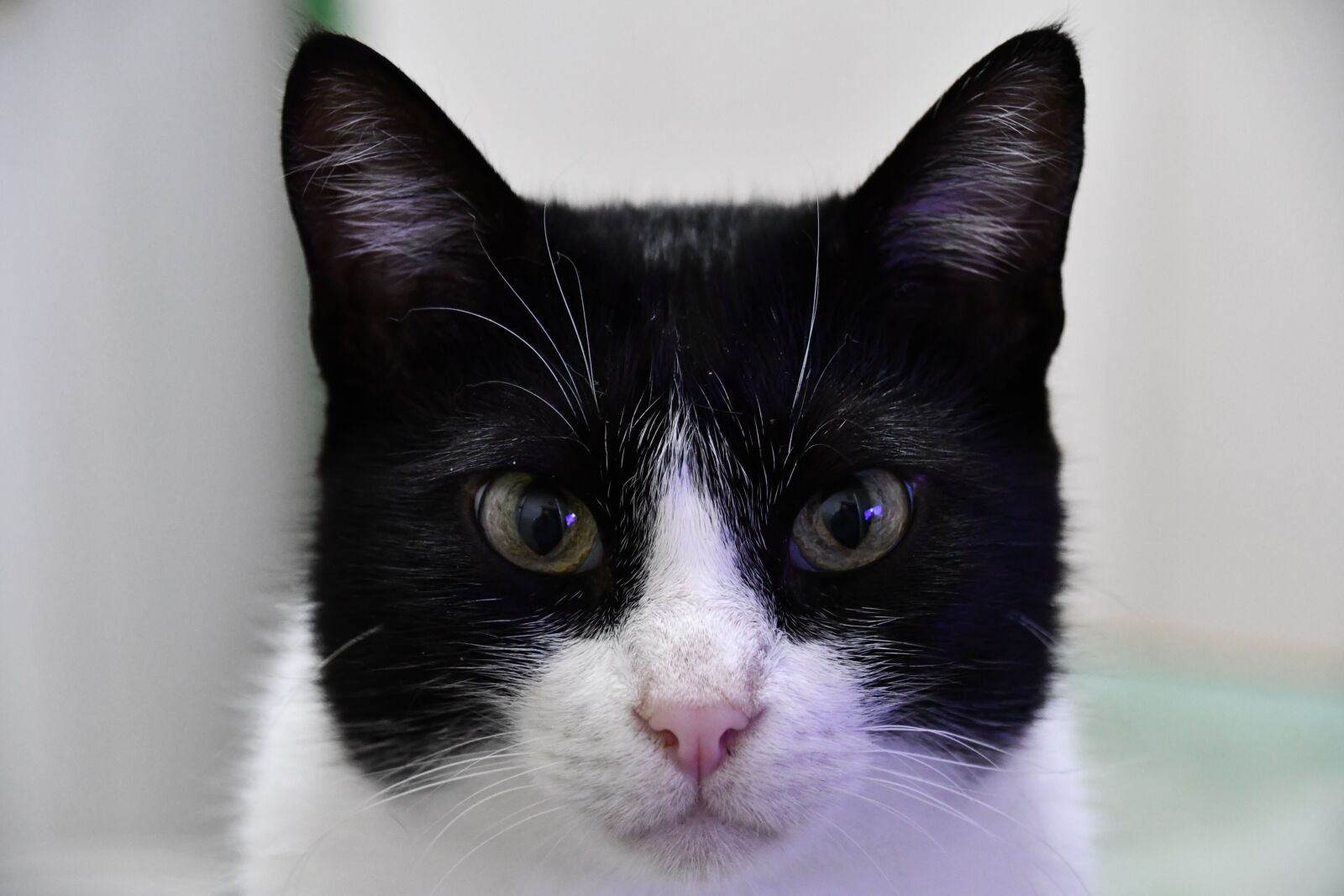 Nikon D7500 sample photo. Animal, cat, muzzle photography