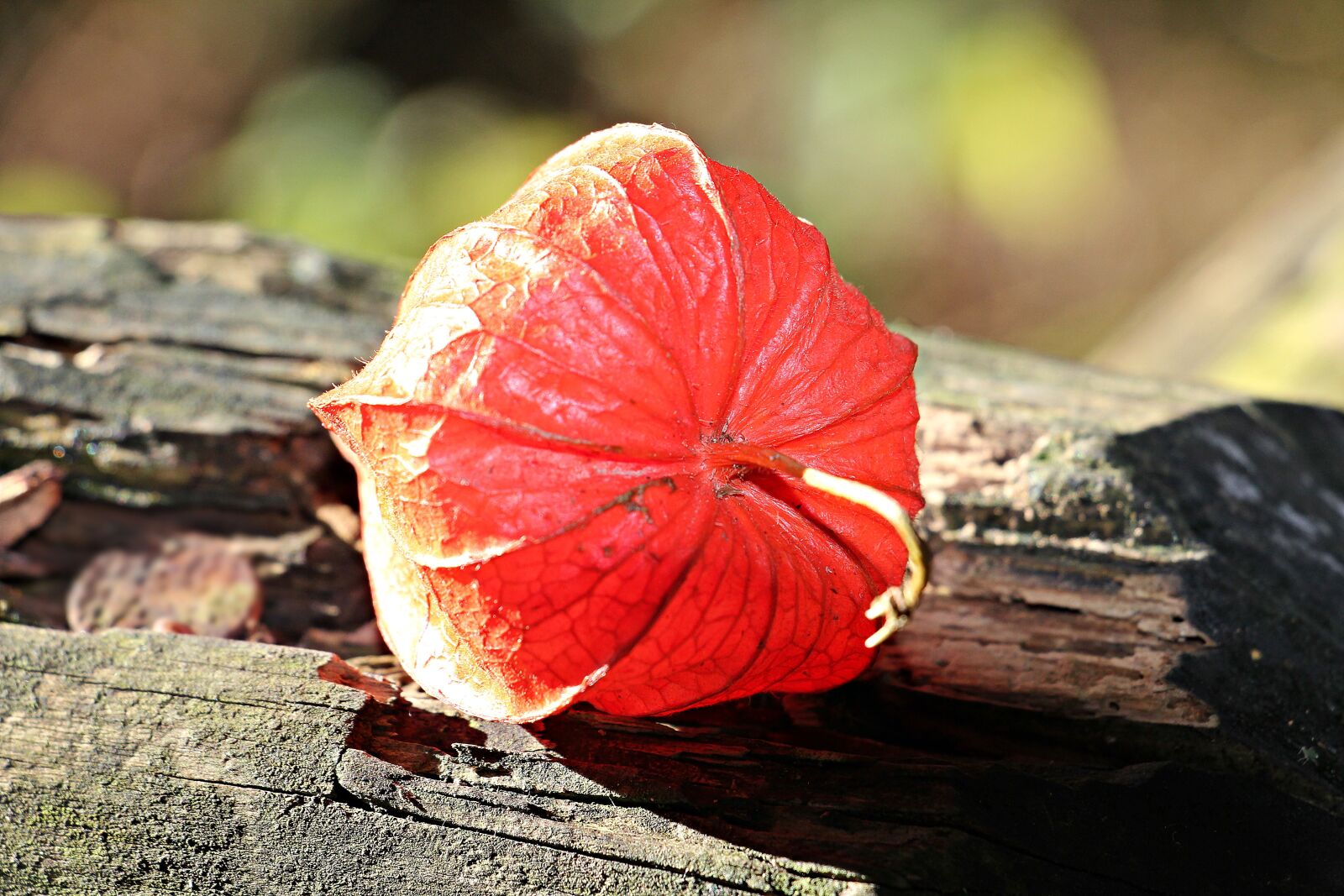 Canon EOS 550D (EOS Rebel T2i / EOS Kiss X4) sample photo. Lampionblume, physalis alkekengi, ornamental photography