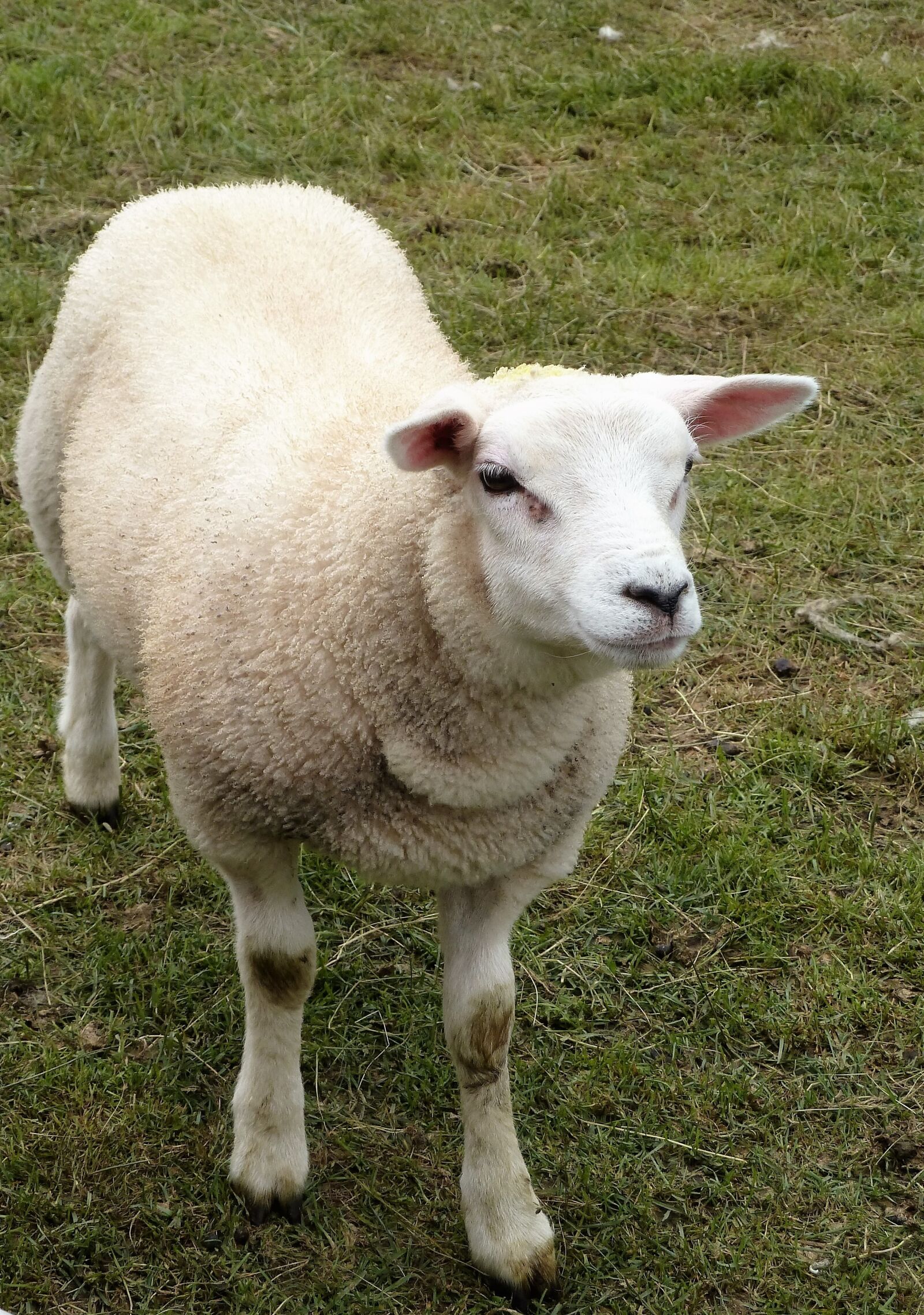 Panasonic Lumix DMC-ZS5 (Lumix DMC-TZ8) sample photo. Animal, sheep, lamb photography