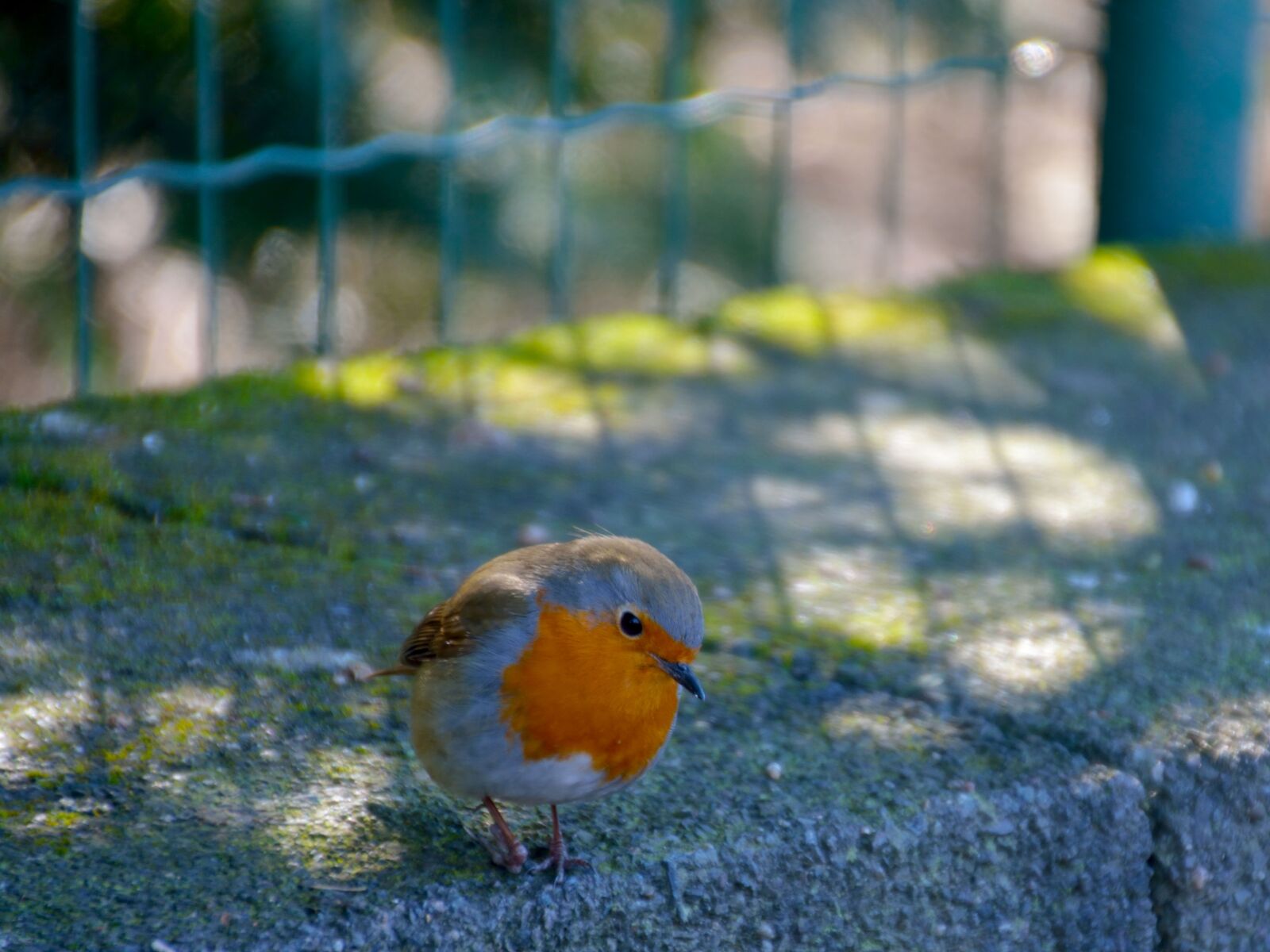 Nikon D7100 sample photo. Bird, orange, animal photography