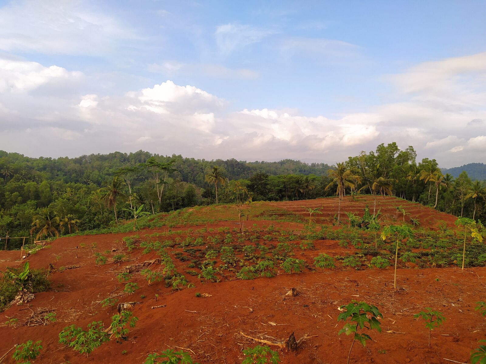 Xiaomi Redmi Note 8 sample photo. Mount, forest, hill photography
