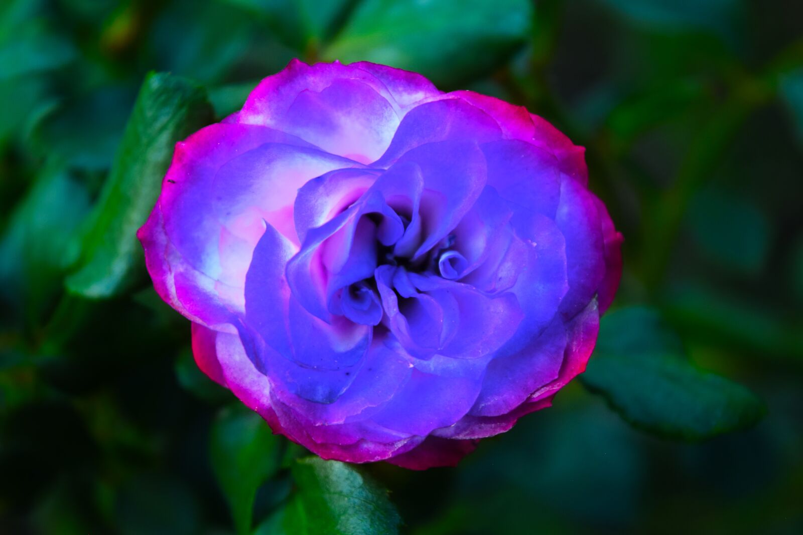 Nikon D3300 sample photo. Flower, unusual, crazy photography