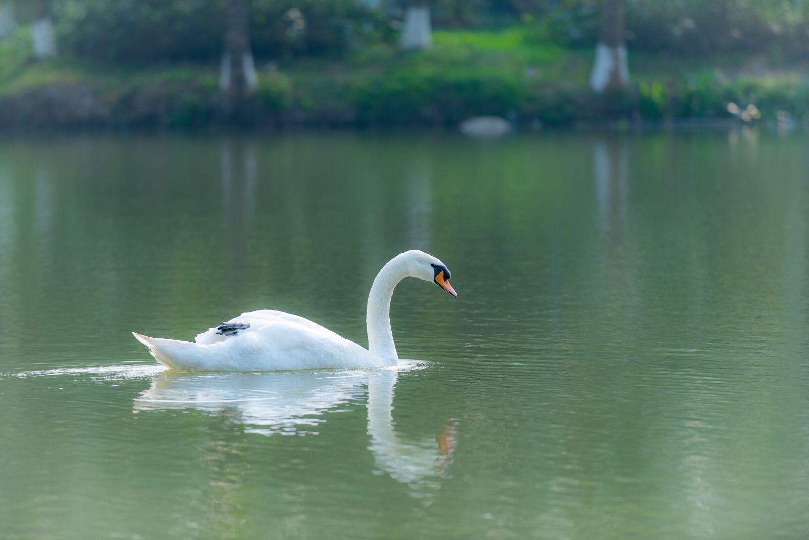 Nikon D810 sample photo. Swan, outdoor, water photography