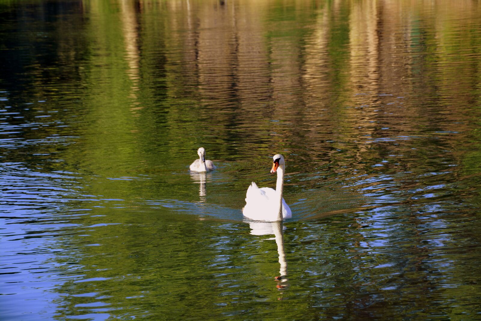 Nikon D7100 sample photo. Swan, mom, puppy photography