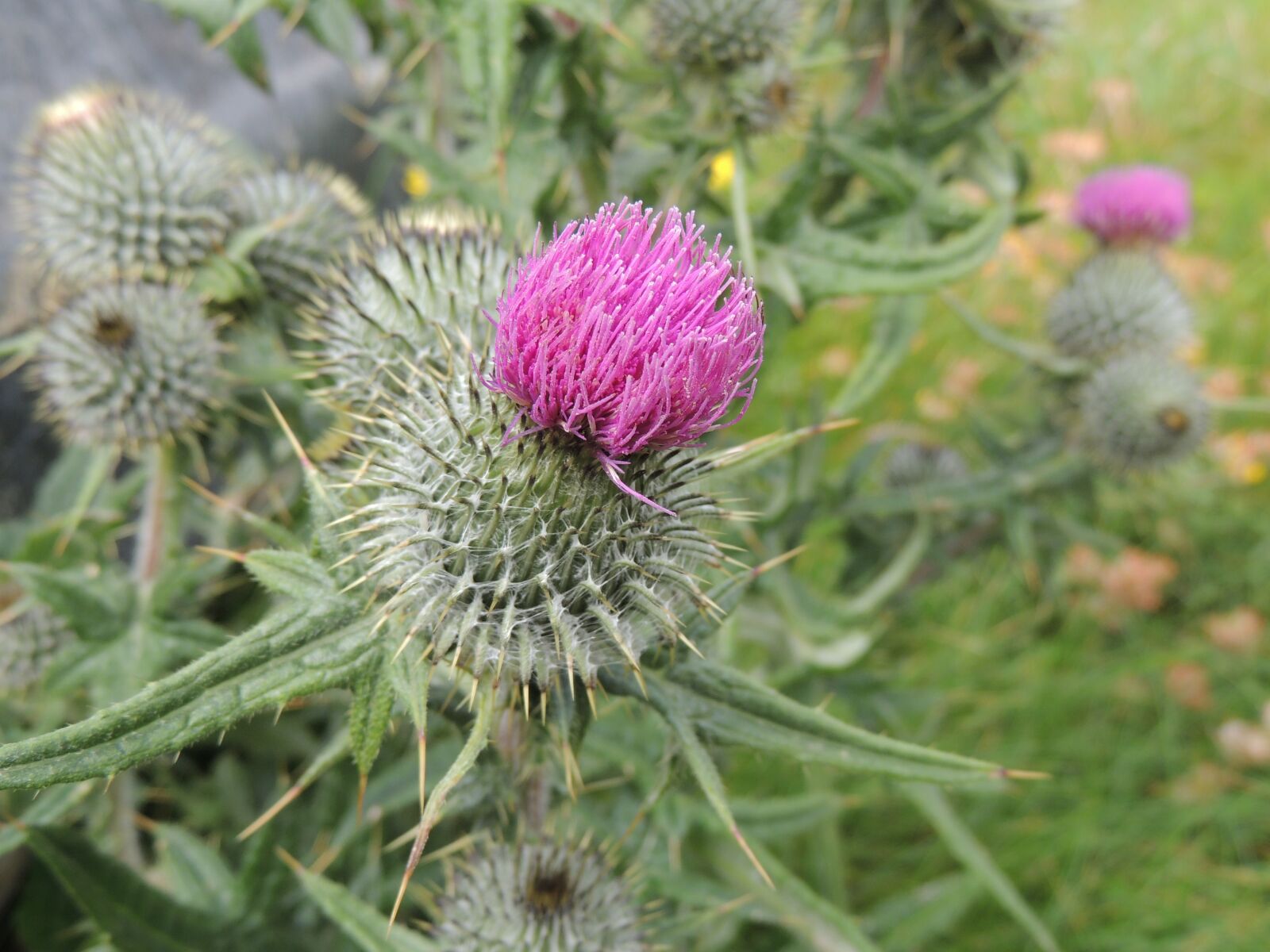 Nikon Coolpix P510 sample photo. Nature, flower, weed photography