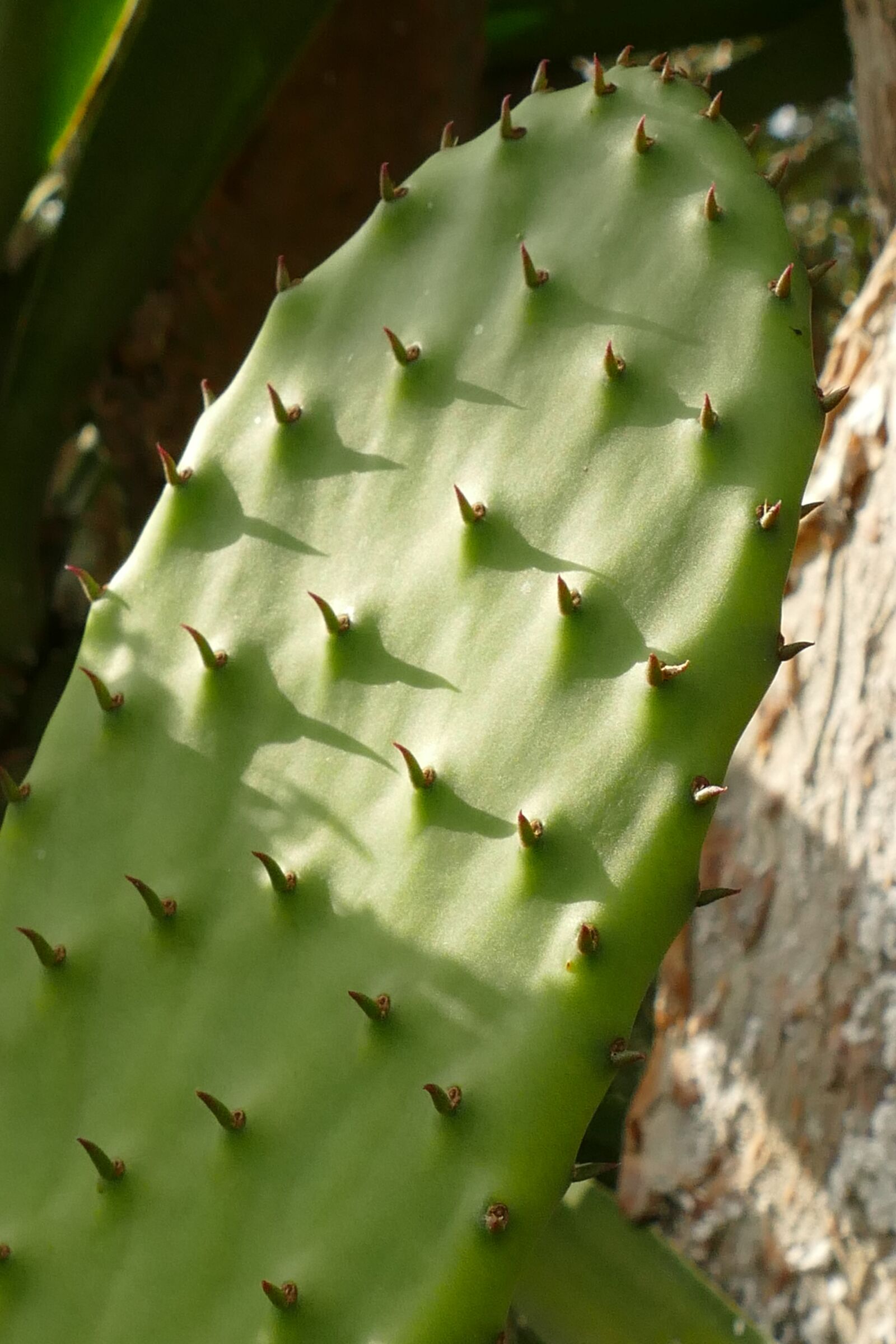 Panasonic Lumix DMC-FZ1000 sample photo. Cactus, plant, flora photography