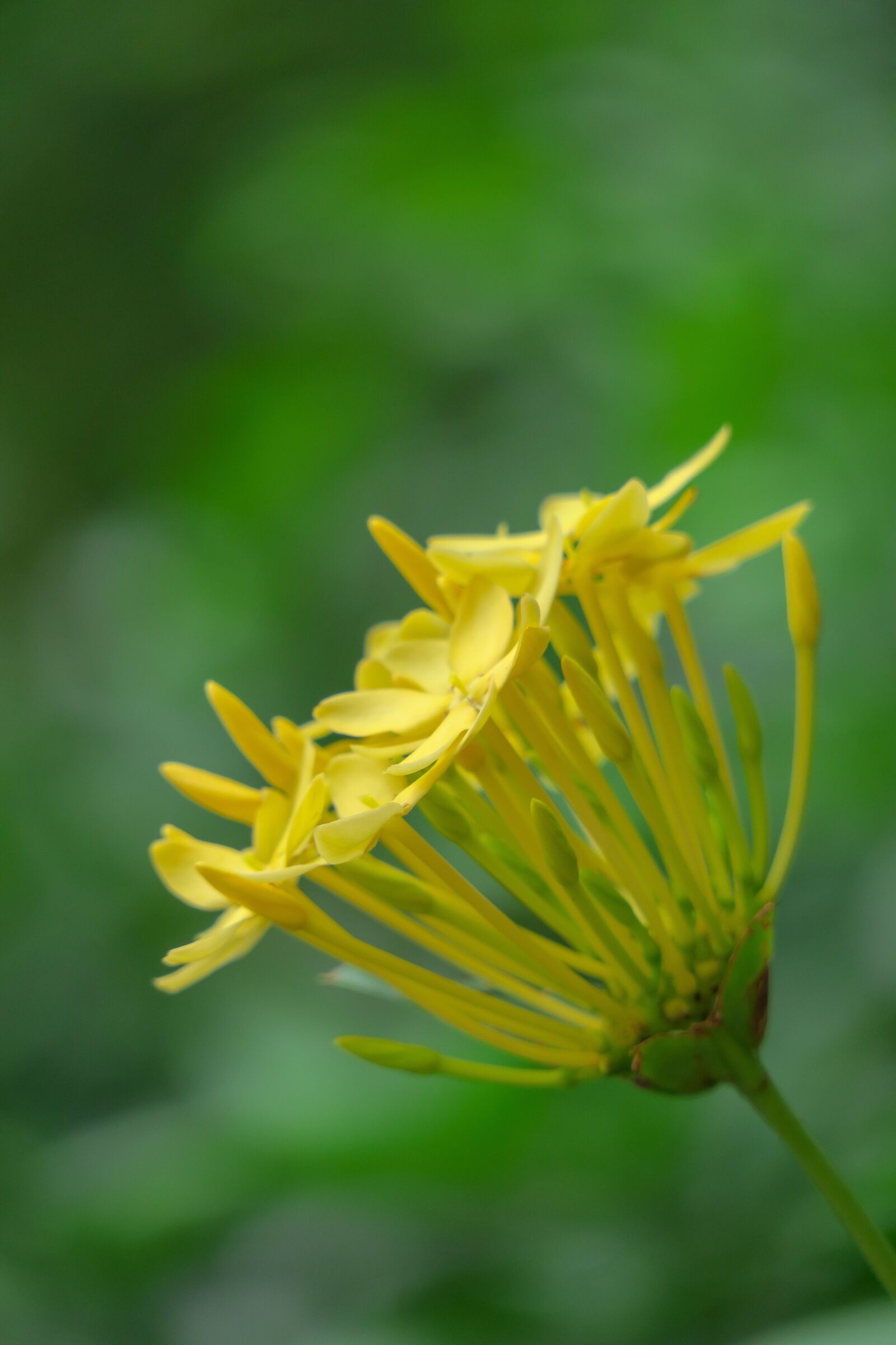 Canon PowerShot G3 X sample photo. Ixora, nature, flower photography