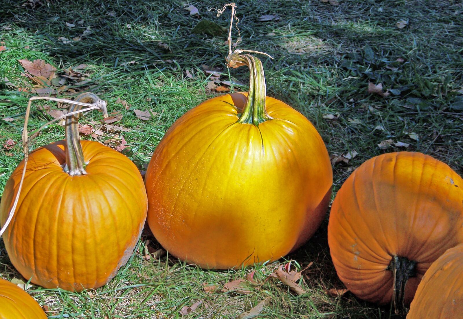 Kodak Z612 ZOOM DIGITAL CAMERA sample photo. Pumpkins, autumn, fall photography