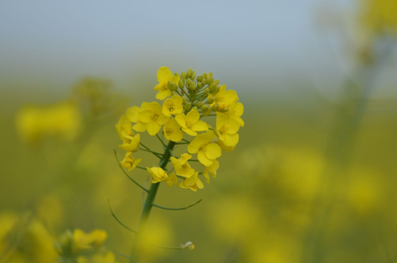 Nikon D5100 sample photo. Rapeseed, oil, flower photography