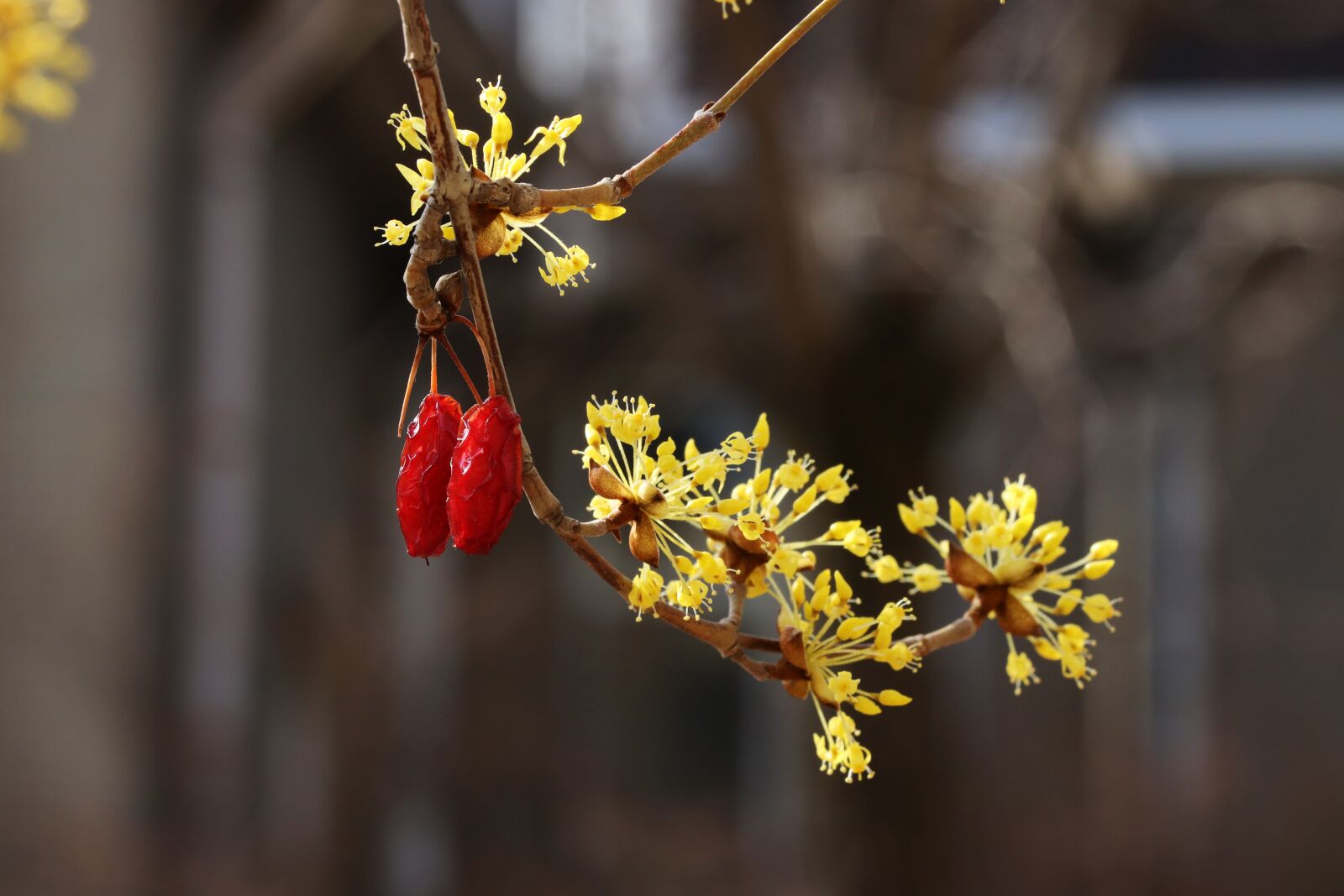 Canon EOS 800D (EOS Rebel T7i / EOS Kiss X9i) sample photo. Spring, spring flowers, nature photography