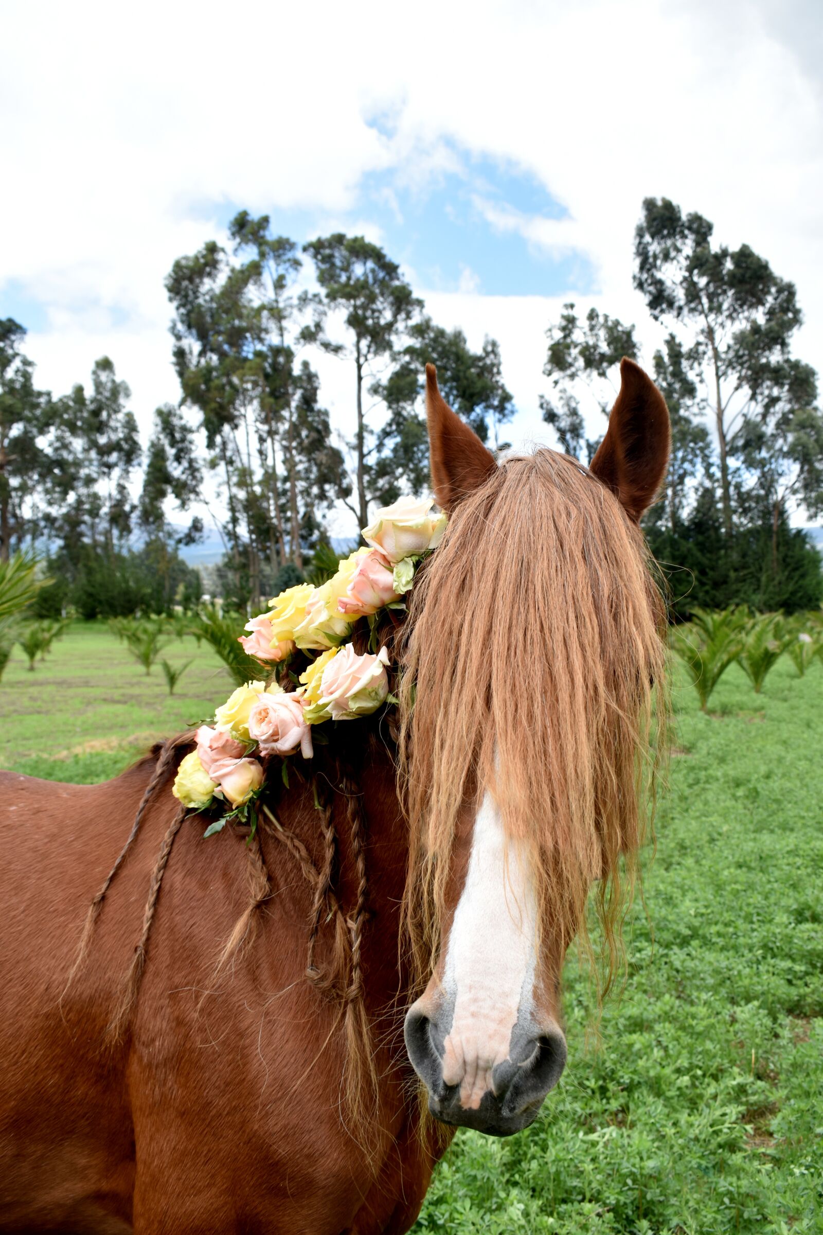 Nikon D3500 sample photo. Hair, horse, roses photography