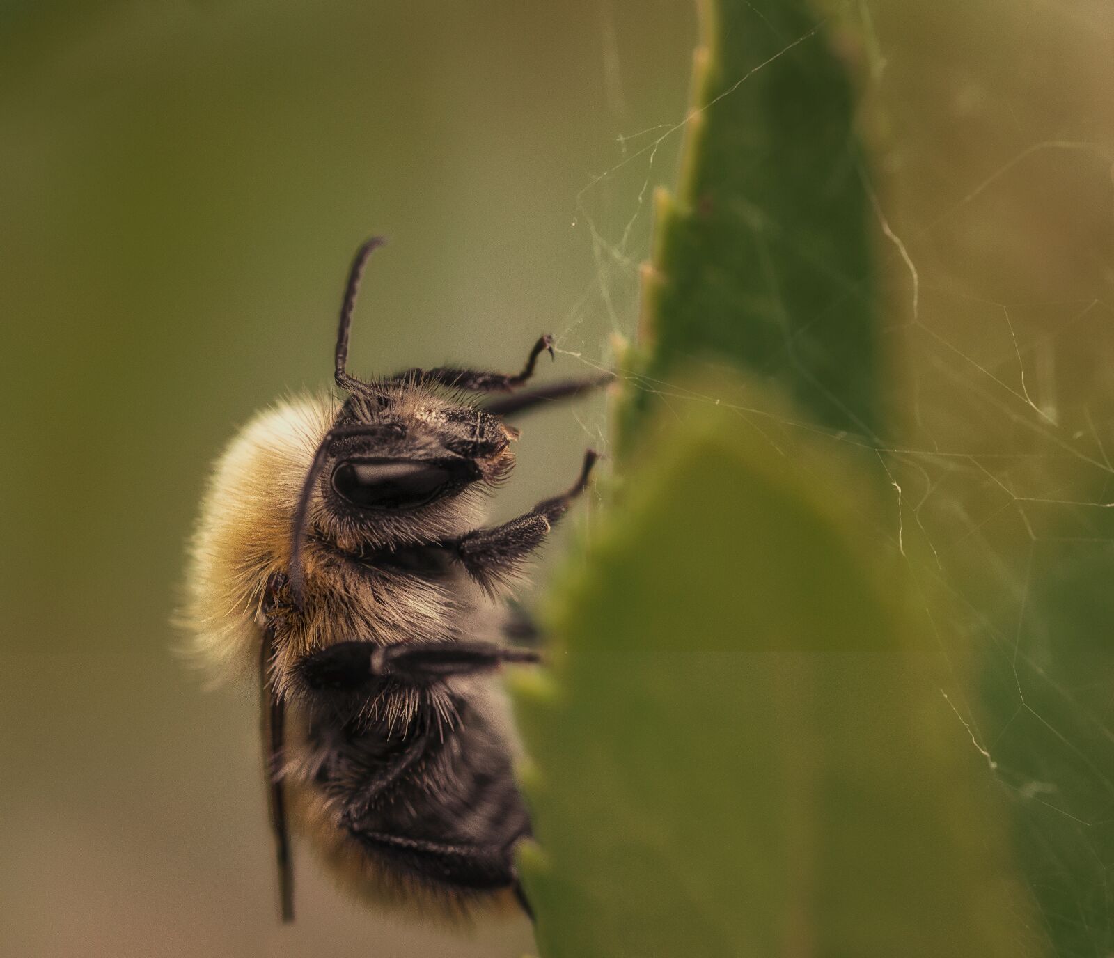 Nikon D3200 sample photo. Macro, insects, nikon photography