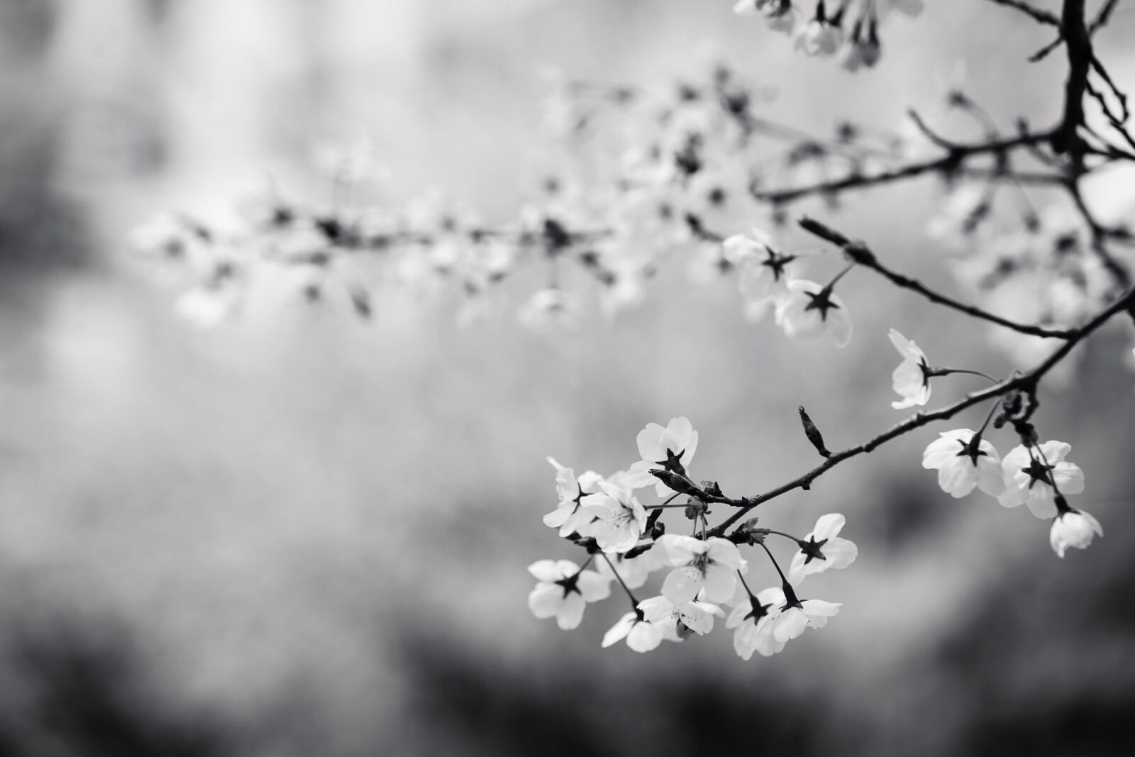 Canon EF 70-200mm F2.8L USM sample photo. Flowers, cherry photography