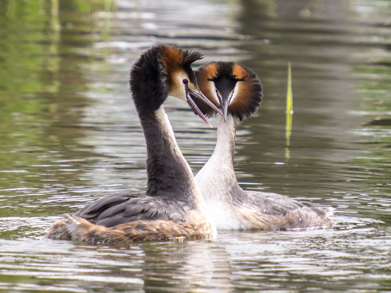 SIGMA 50-500mm F4-6.3 DG HSM sample photo. Great crested grebe, water photography