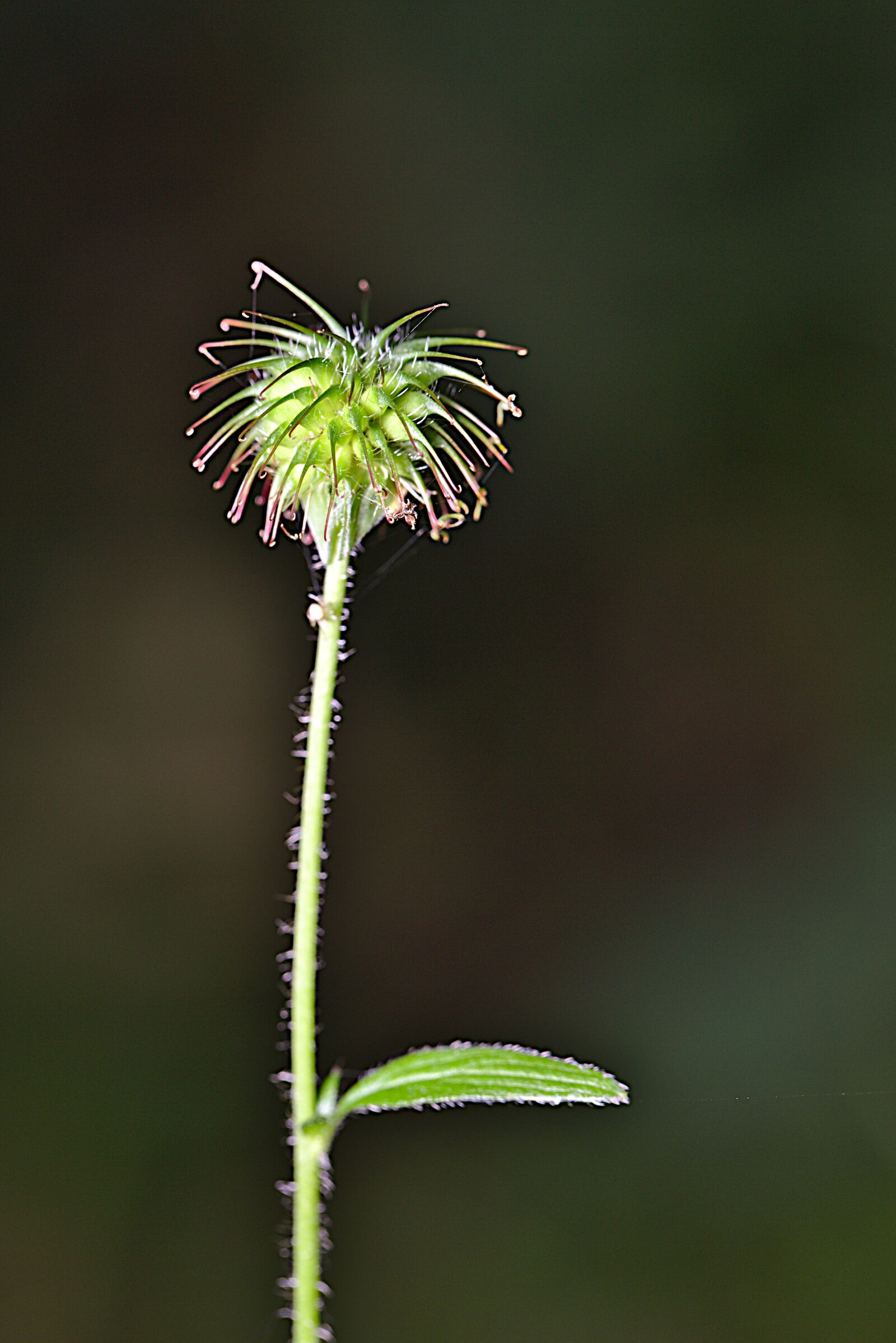 Canon EF 100mm F2.8L Macro IS USM sample photo. Macro, seeds, summer photography