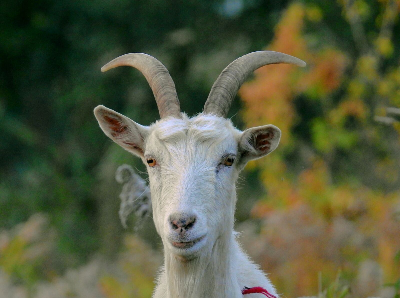 Nikon Coolpix P900 sample photo. Goat, portrait, toadstool photography