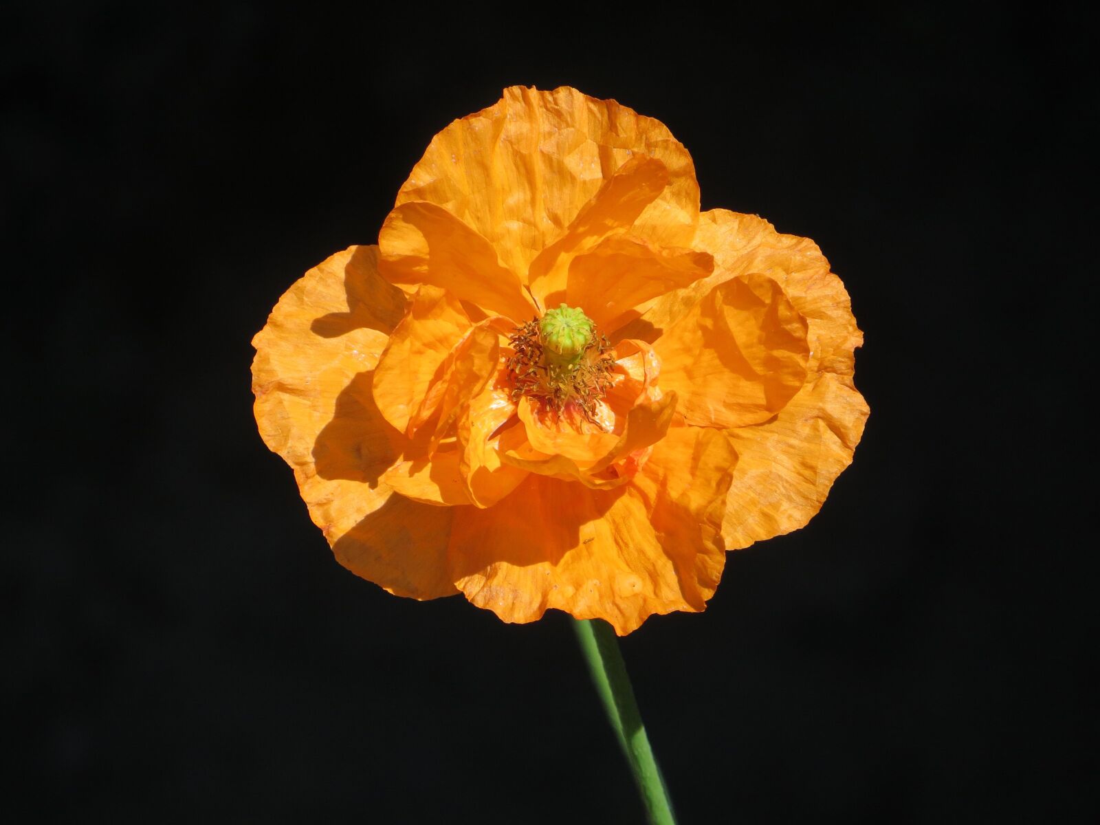 Canon PowerShot SX240 HS sample photo. Filled poppy, summer, garden photography