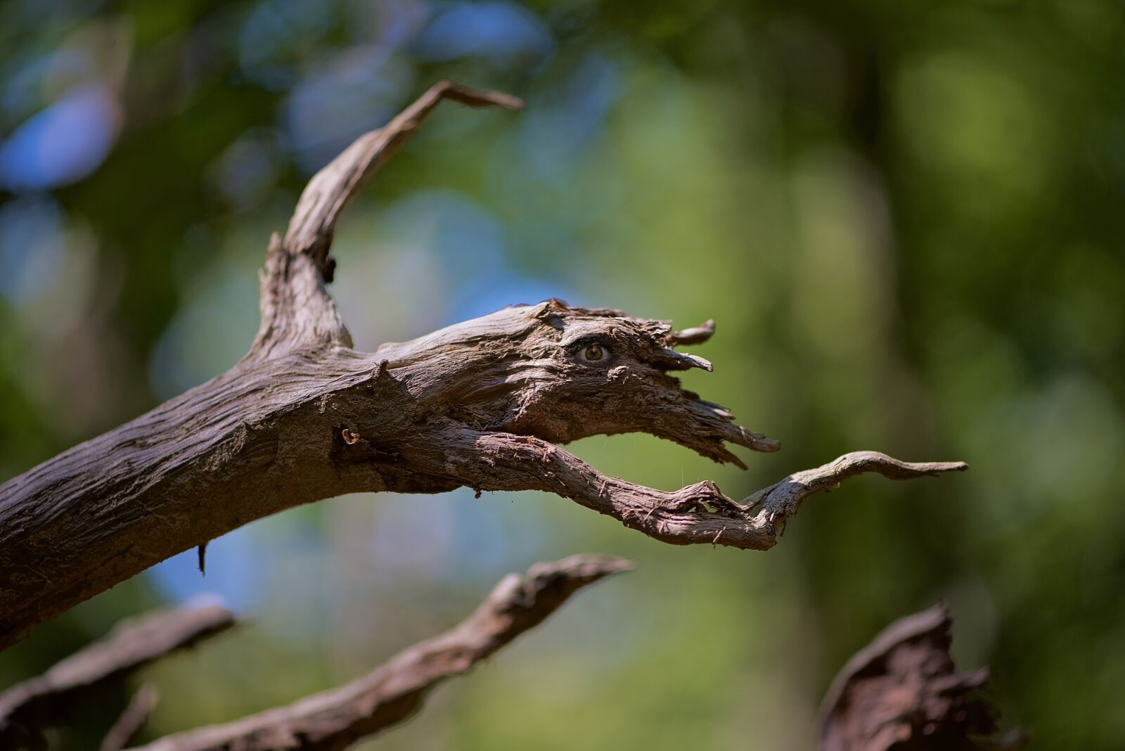 Nikon D750 sample photo. Imaginary, nature, tree photography
