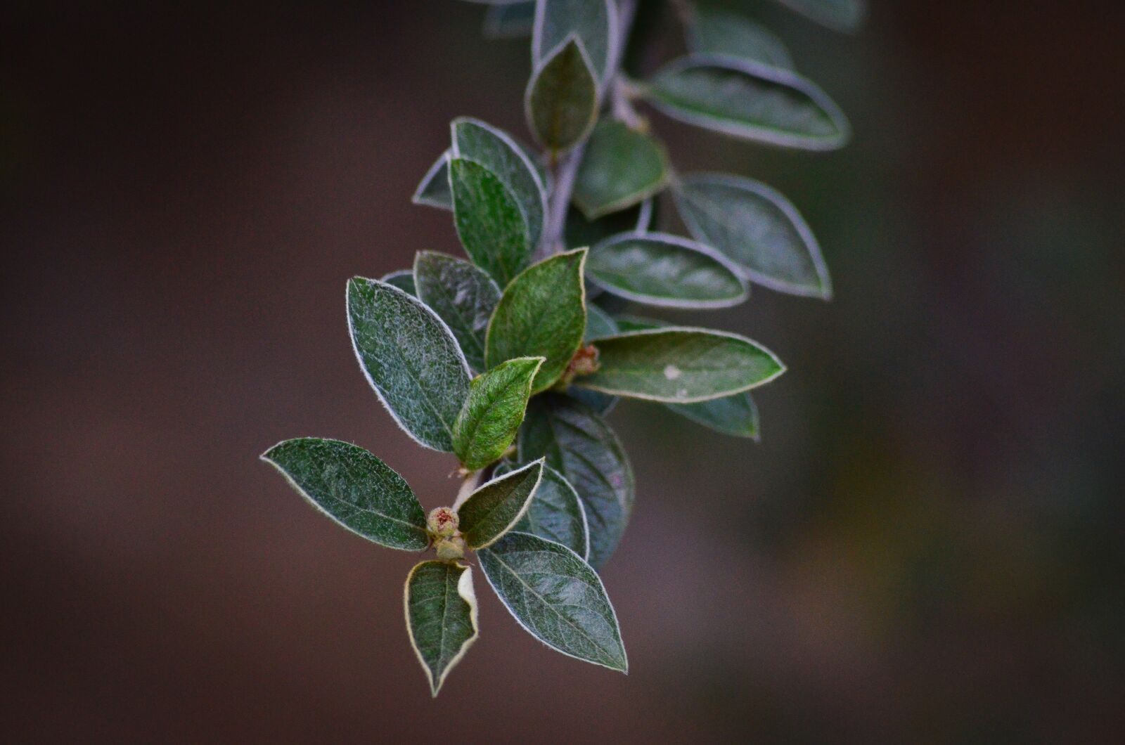 Nikon D7000 sample photo. Leaves, green, nature photography