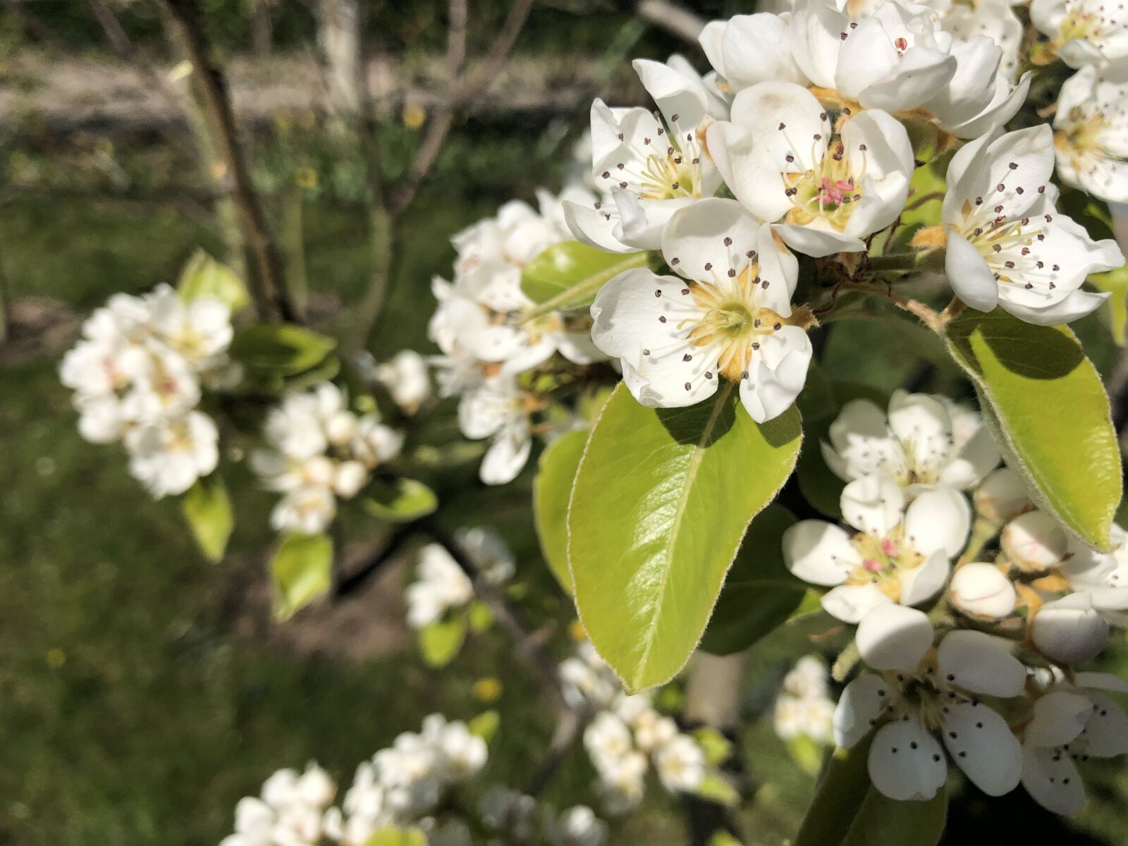 Apple iPhone 8 sample photo. Flower, blooming, tree photography