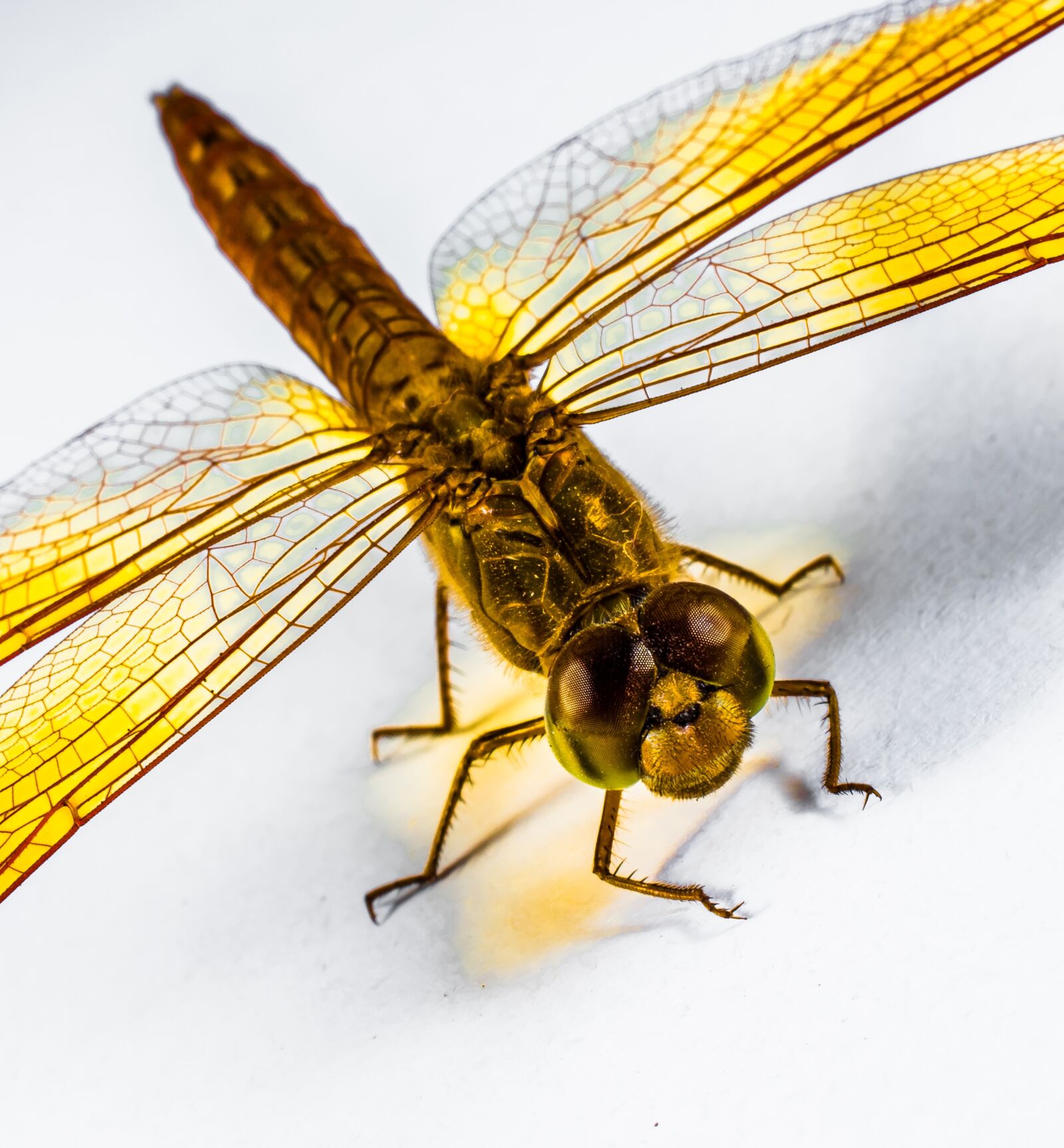 Nikon D5200 sample photo. Dragonfly, insect, yellow photography